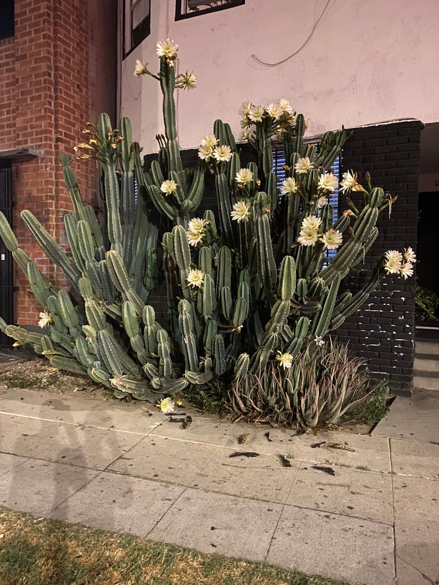 Rooted Cereus Peruvianus | Giant Peruvian Apple Cactus - live plant in variety of sizes