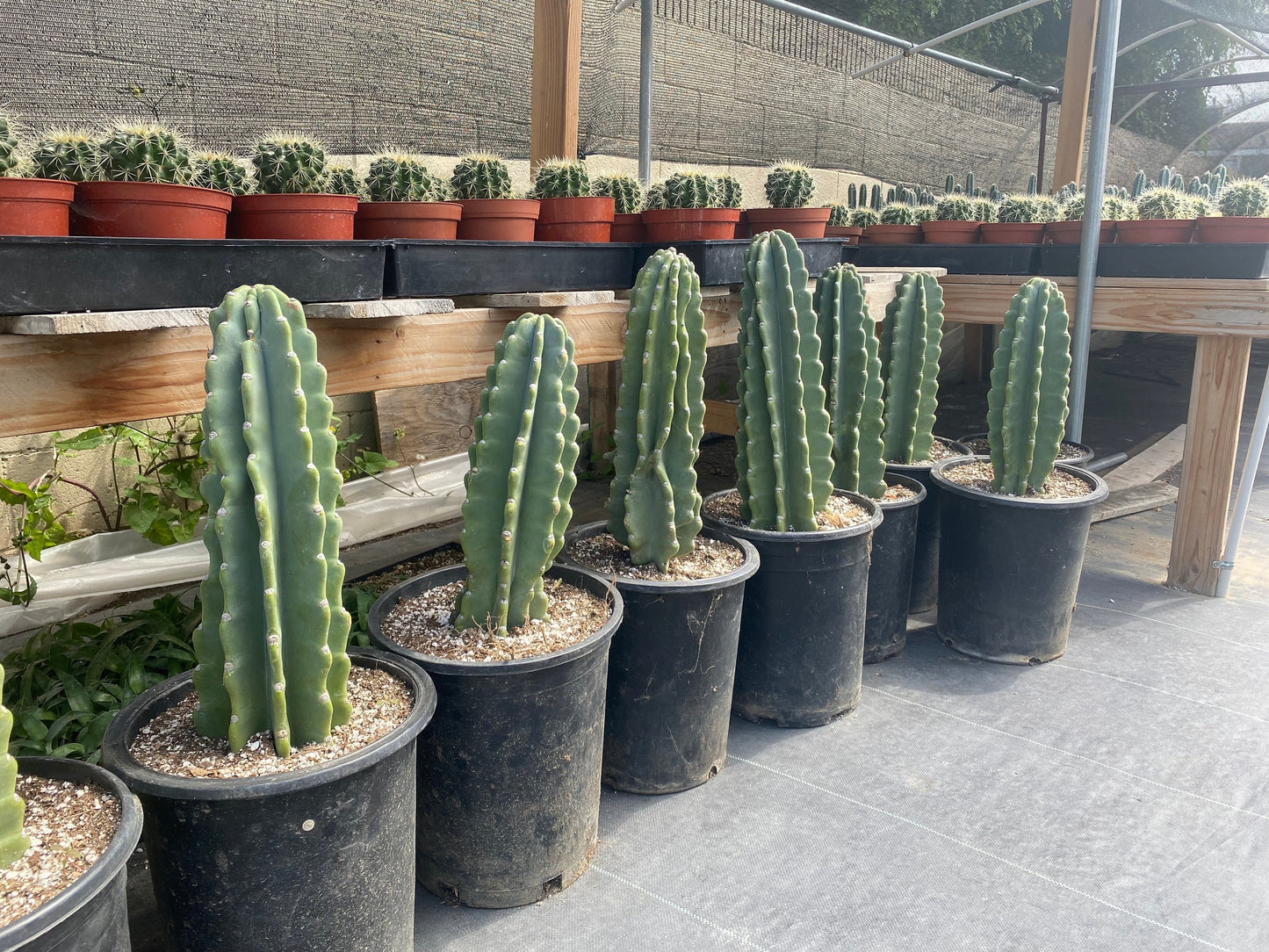 Rooted Cereus Peruvianus | Giant Peruvian Apple Cactus - live plant in variety of sizes