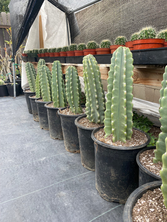 Rooted Cereus Peruvianus | Giant Peruvian Apple Cactus - live plant in variety of sizes