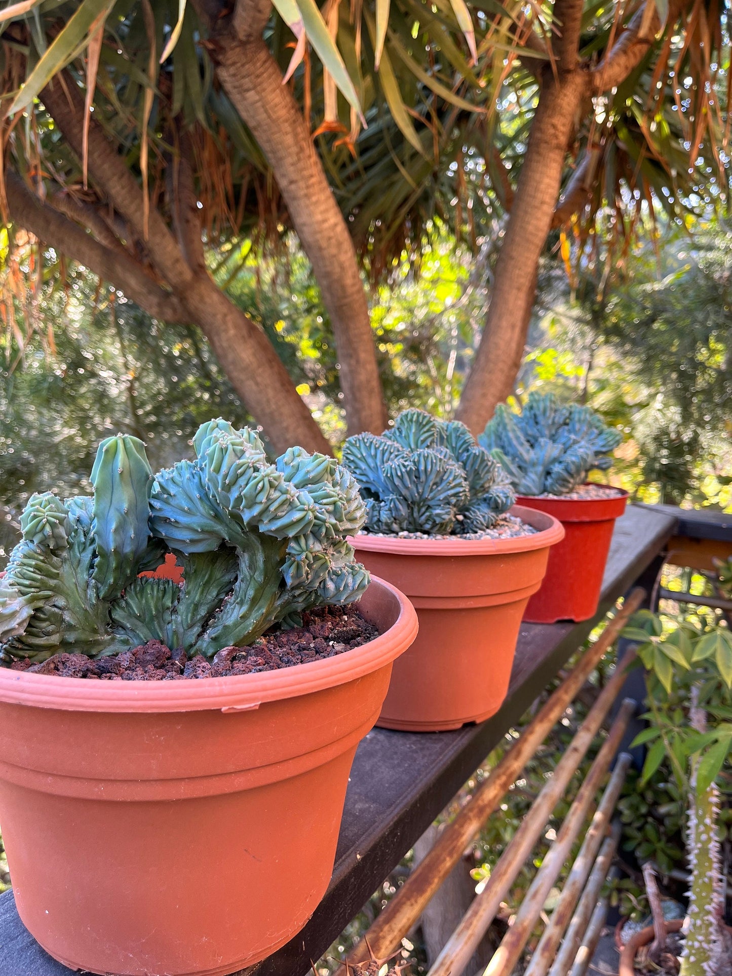 Crested Blue Candle Cactus | Myrtillocactus Geometrizans Cristata Incredible rare cactus succulent, gardening, DIY