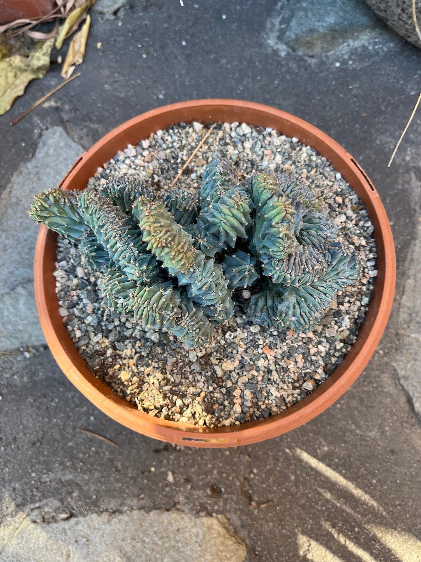Crested Blue Candle Cactus | Myrtillocactus Geometrizans Cristata Incredible rare cactus succulent, gardening, DIY