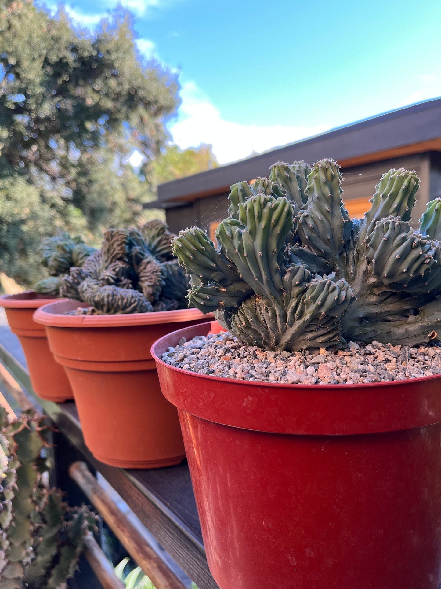 Crested Blue Candle Cactus | Myrtillocactus Geometrizans Cristata Incredible rare cactus succulent, gardening, DIY