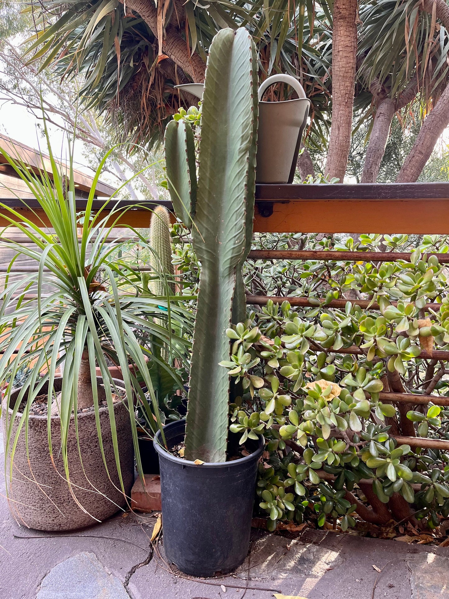 Candelabra Tree Cutting - Euphorbia Ingens | Several Sizes | Succulent, cactus tree, house plant, gift, garden, DIY