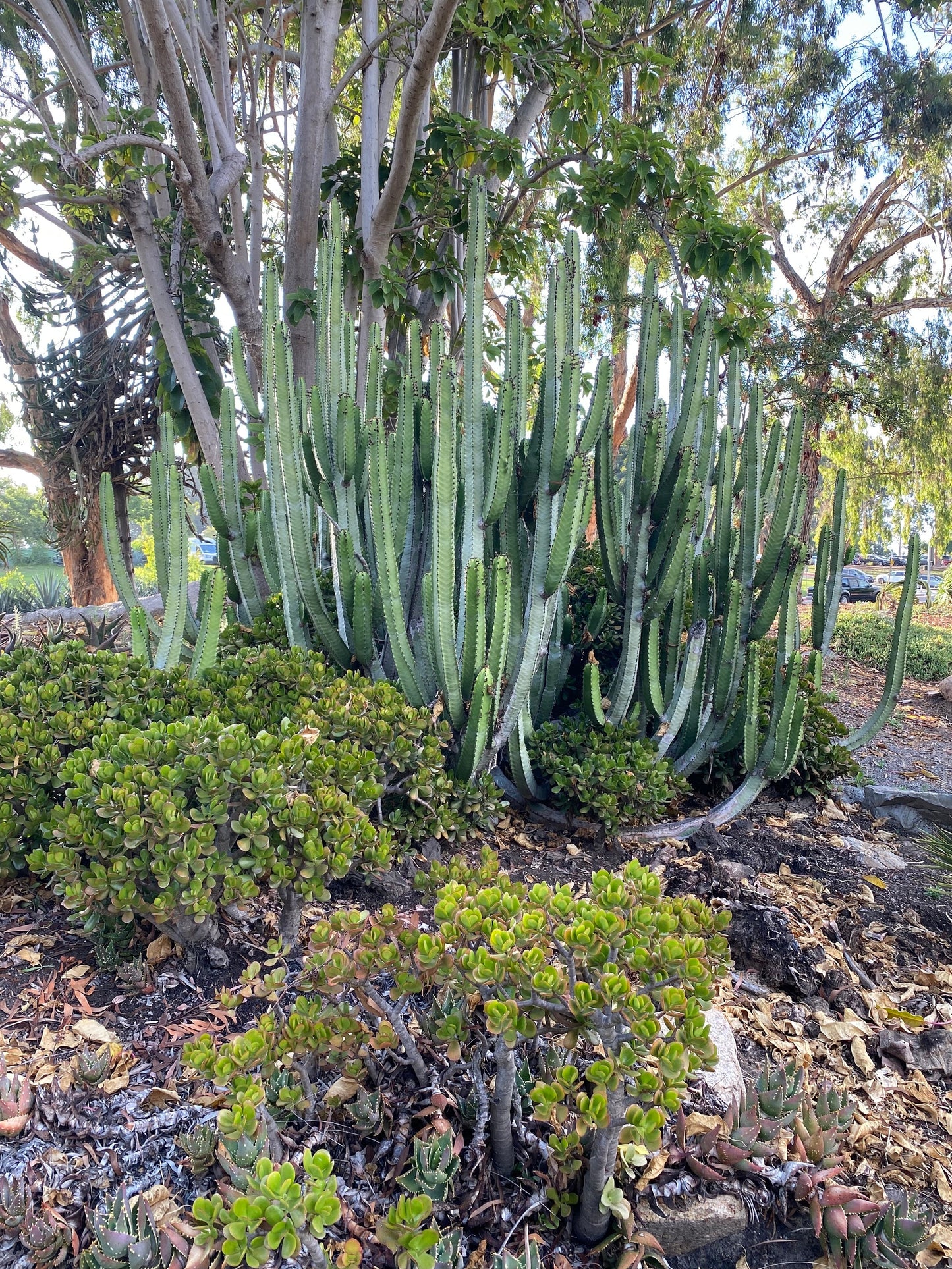 Euphorbia Canariensis | Canary Island Spurge | Unique Cactus-like Succulent | Garden Gift DIY