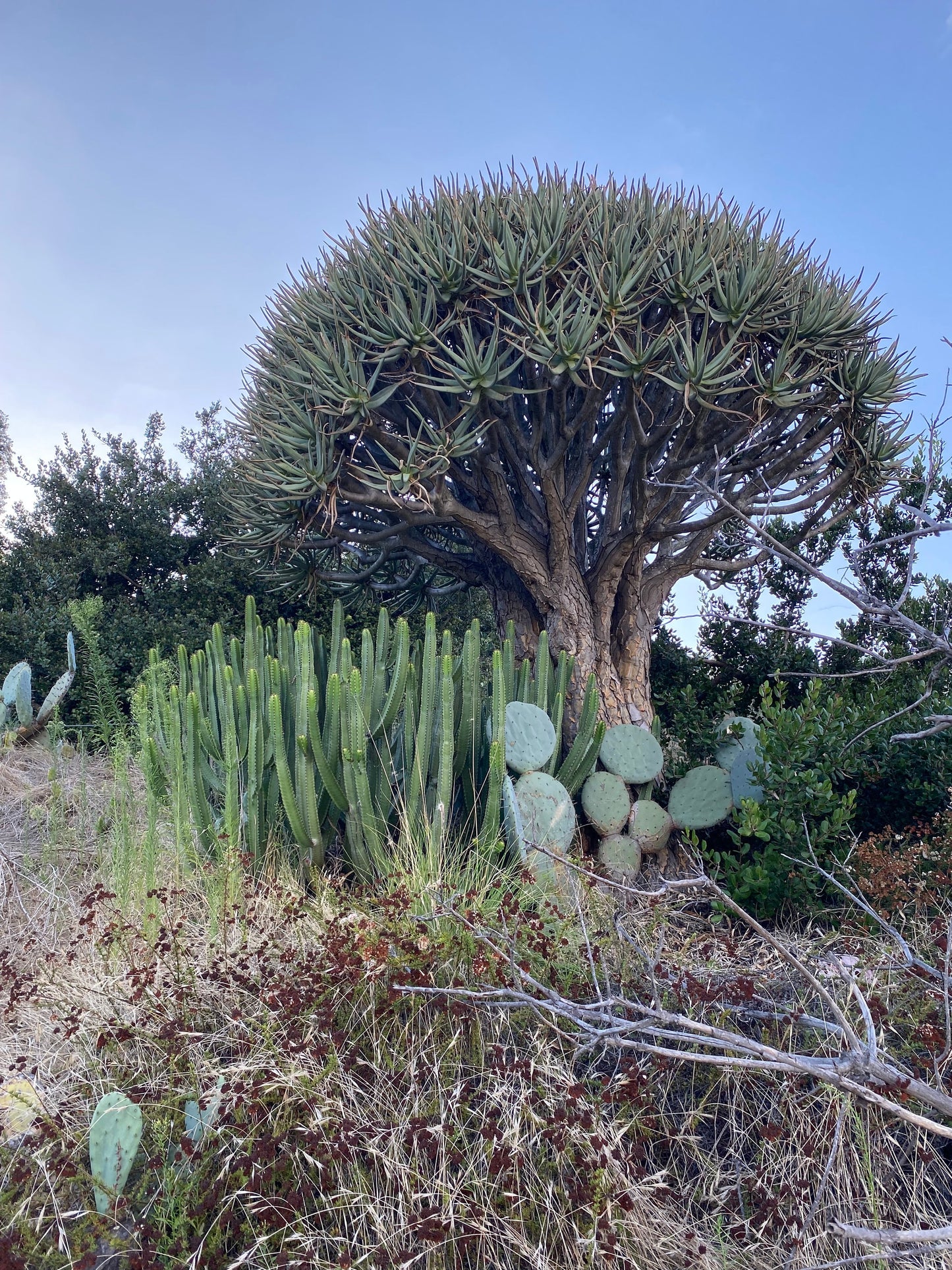 Euphorbia Canariensis | Canary Island Spurge | Unique Cactus-like Succulent | Garden Gift DIY