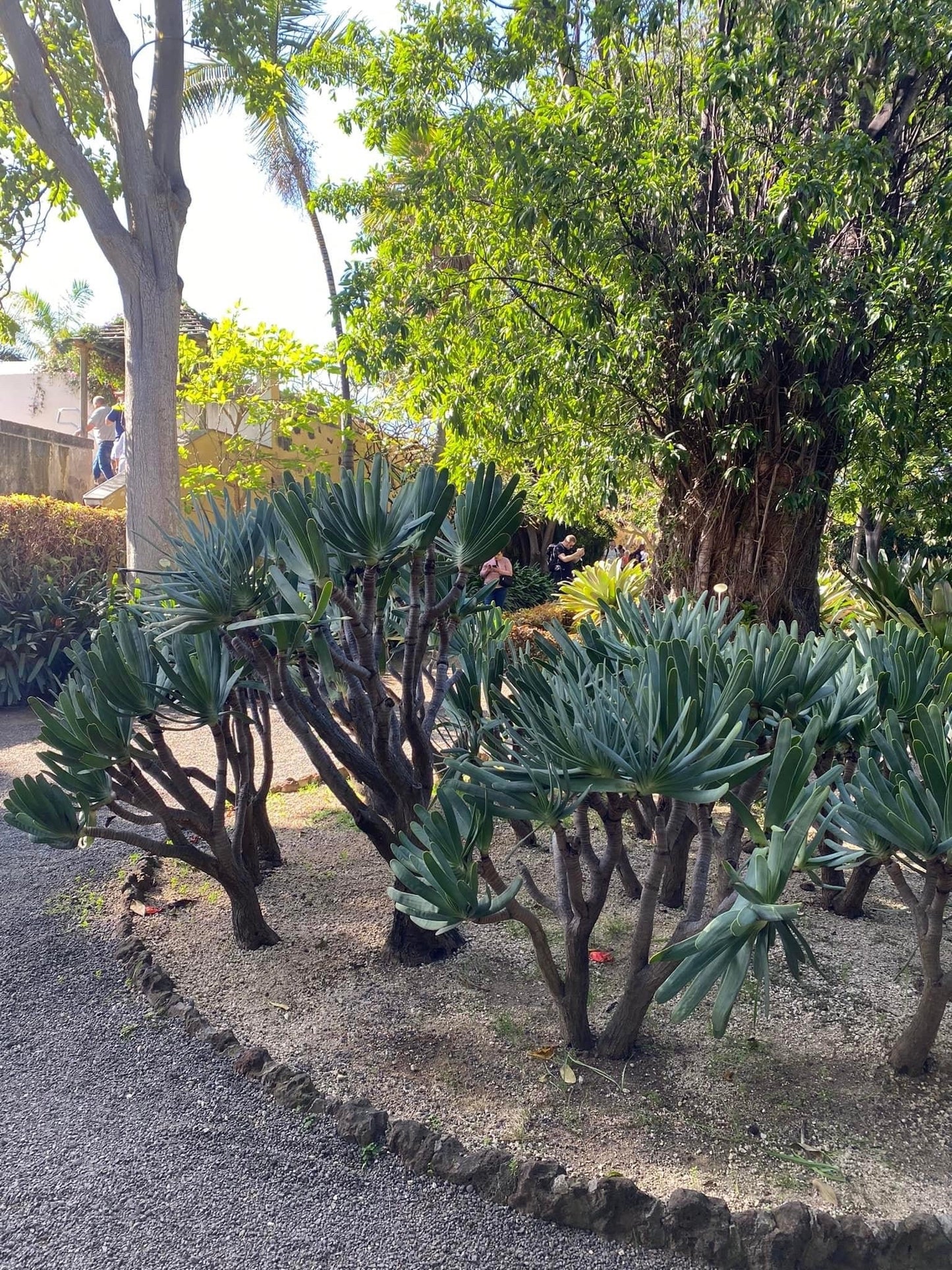 Fan Aloe | Unrivaled size and shape - Mature Live Aloe Kumara plicatilis