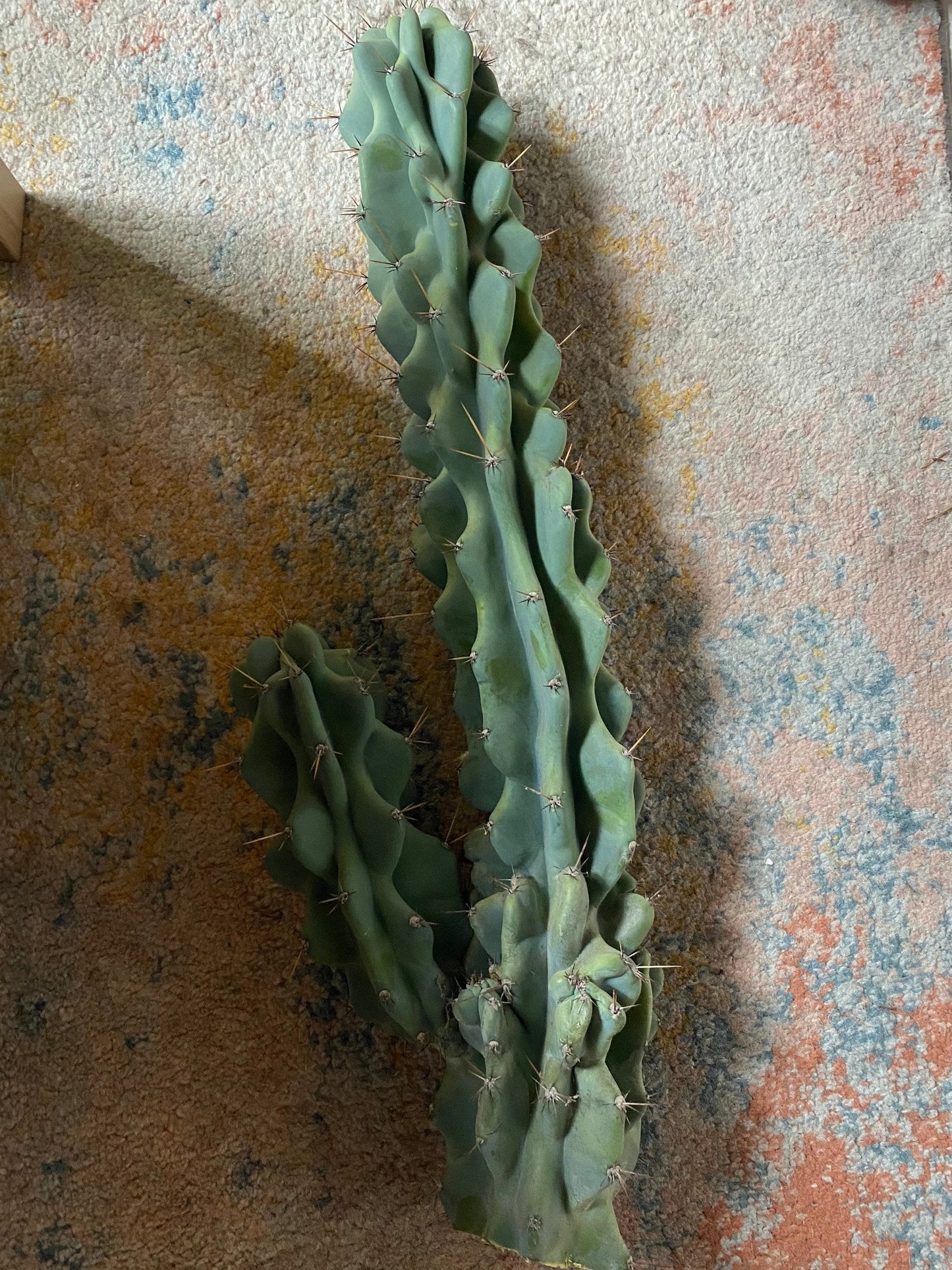 Monstrose Cereus Peruvianus | Monstrose Peruvian Apple Cactus Cuttings