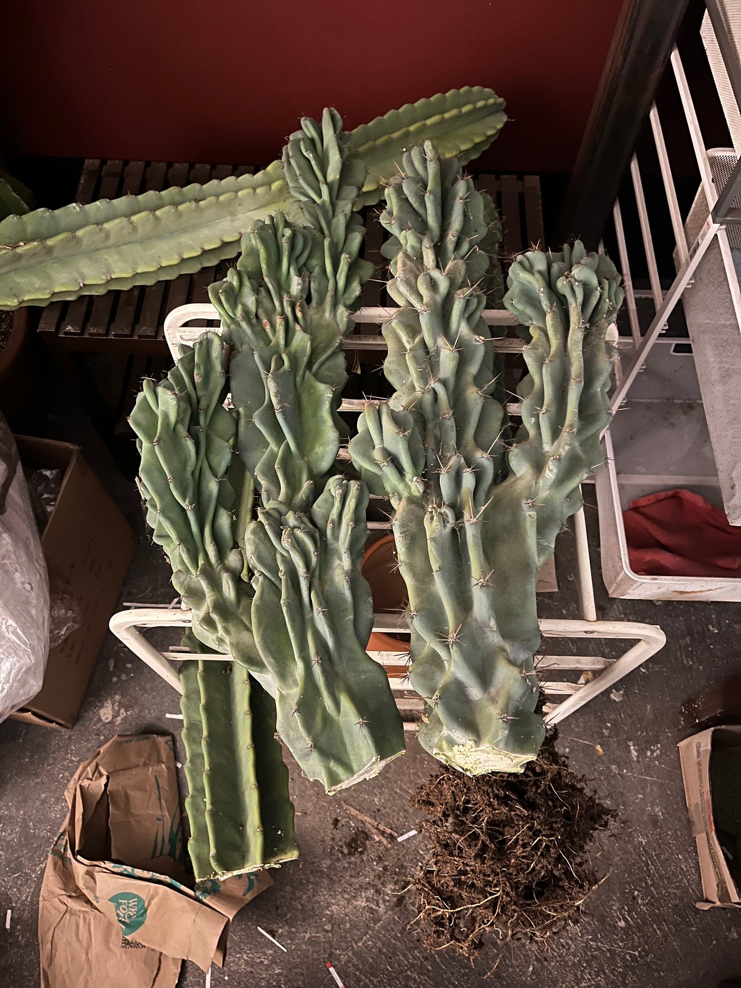 Monstrose Cereus Peruvianus | Monstrose Peruvian Apple Cactus Cuttings