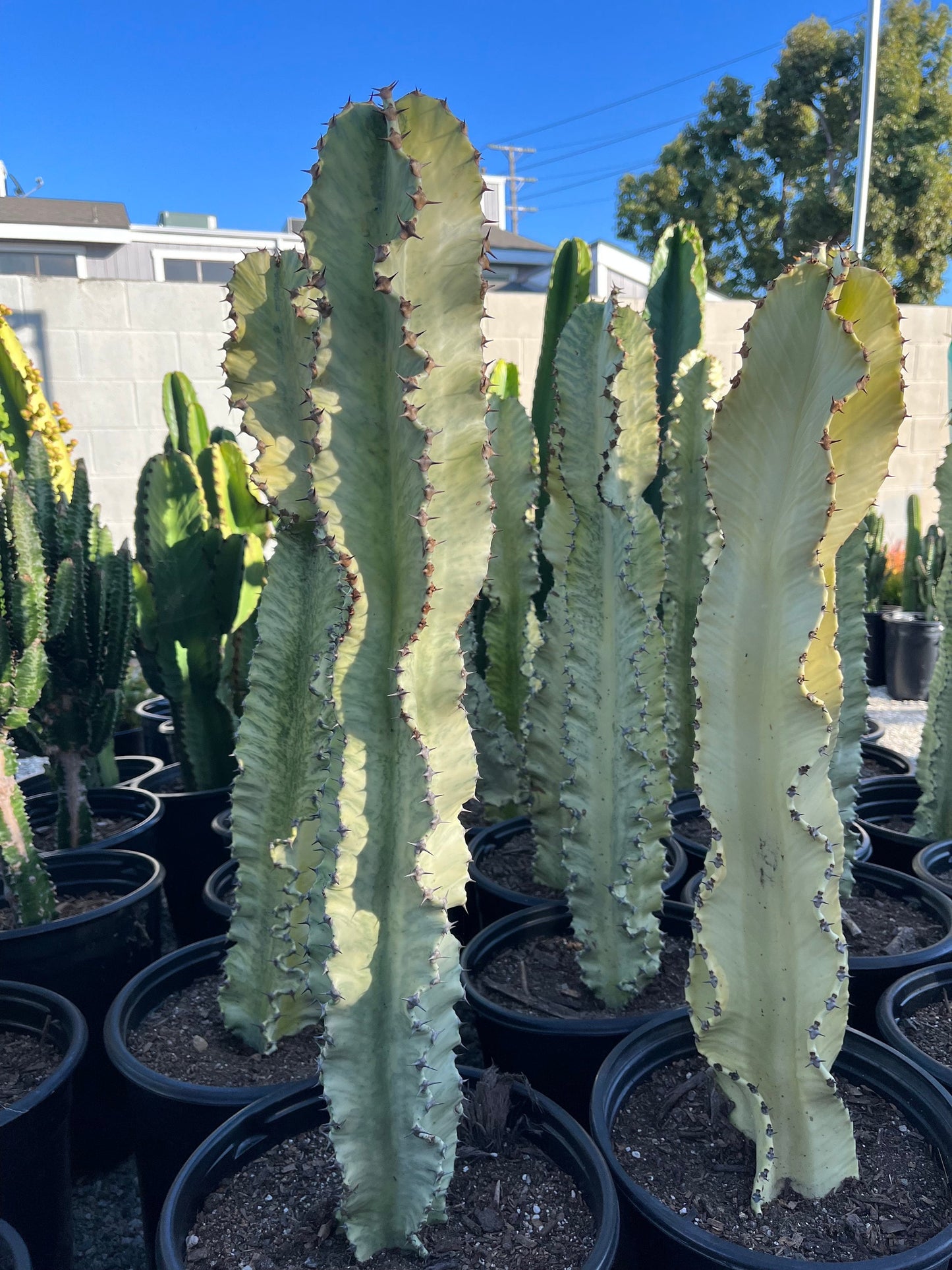 Perfect Euphorbia Ammak Variegated Cactus | Rooted live plant