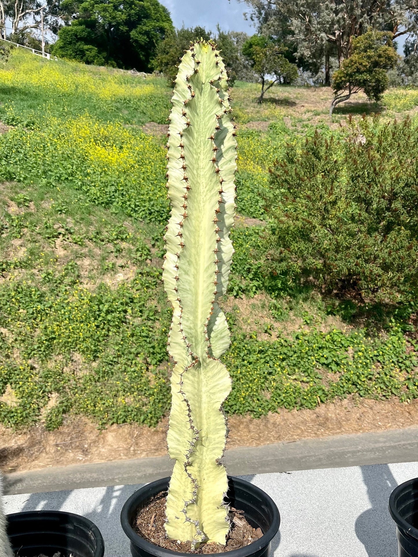 Perfect Euphorbia Ammak Variegated Cactus | Rooted live plant