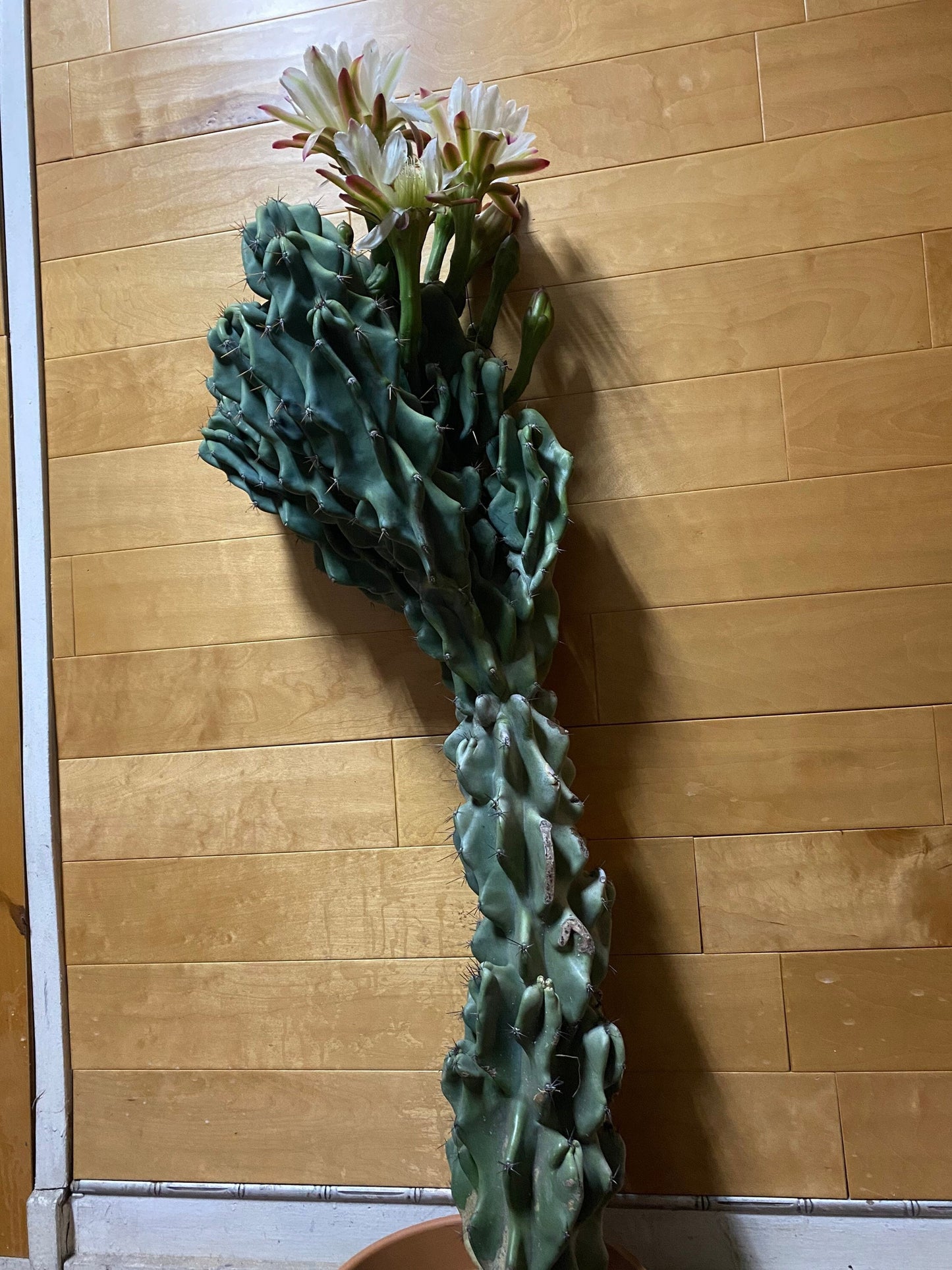 Monstrose Cereus Peruvianus | Monstrose Peruvian Apple Cactus Cuttings