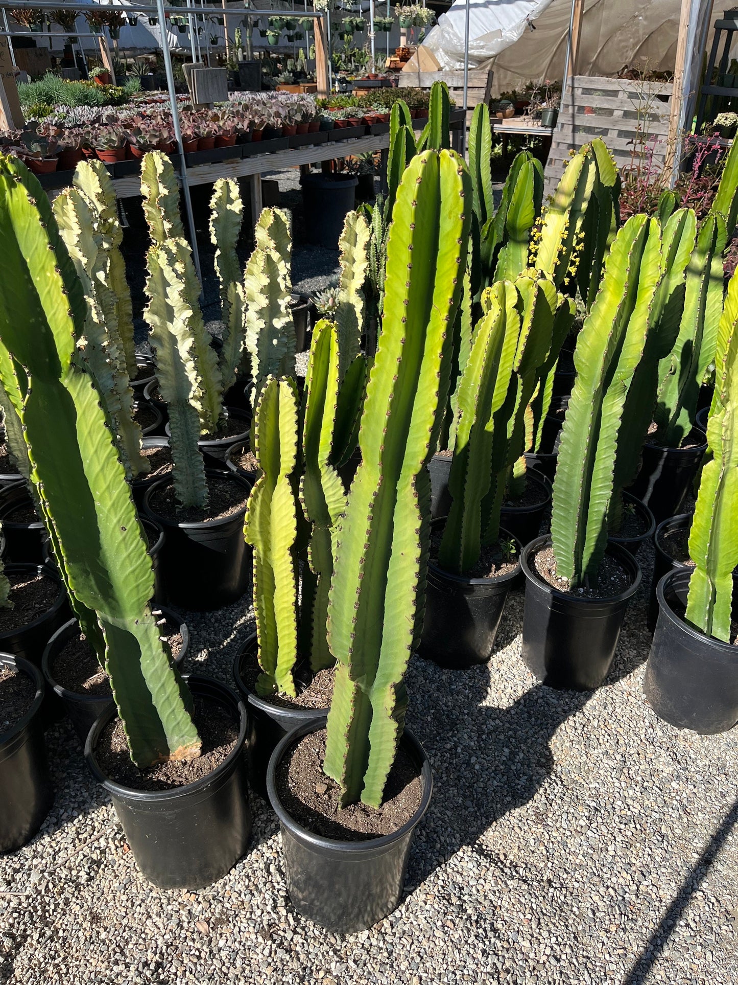 Candelabra Tree Cutting - Euphorbia Ingens | Several Sizes | Succulent, cactus tree, house plant, gift, garden, DIY