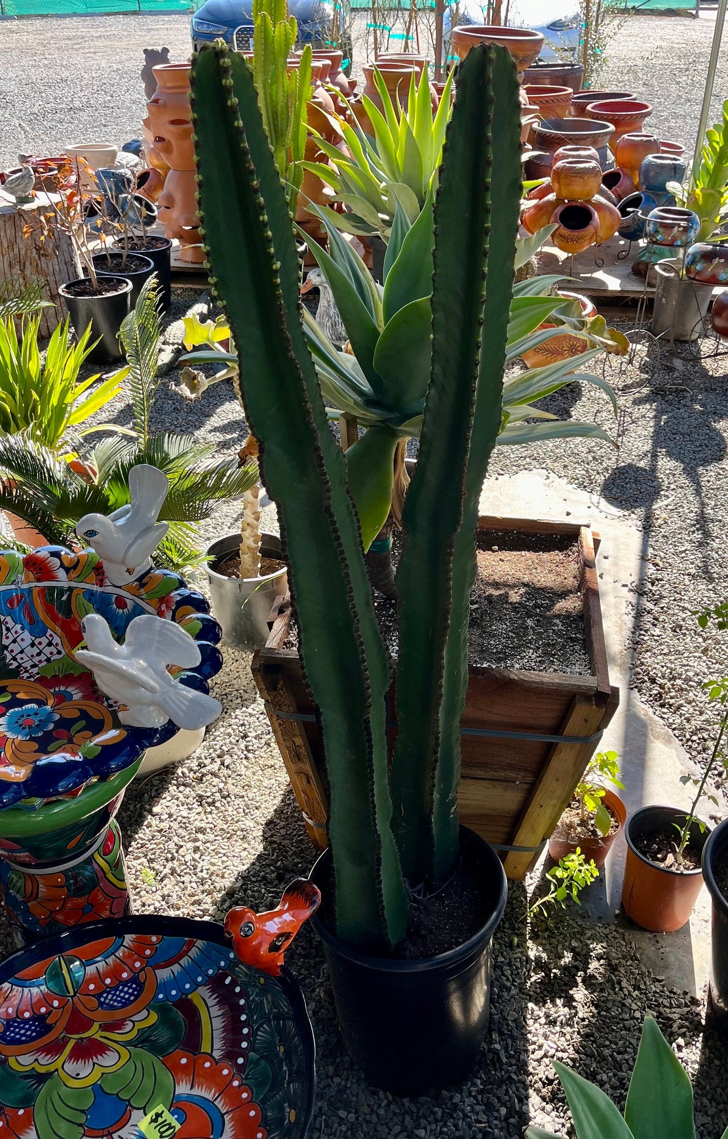 Candelabra Tree Cutting - Euphorbia Ingens | Several Sizes | Succulent, cactus tree, house plant, gift, garden, DIY