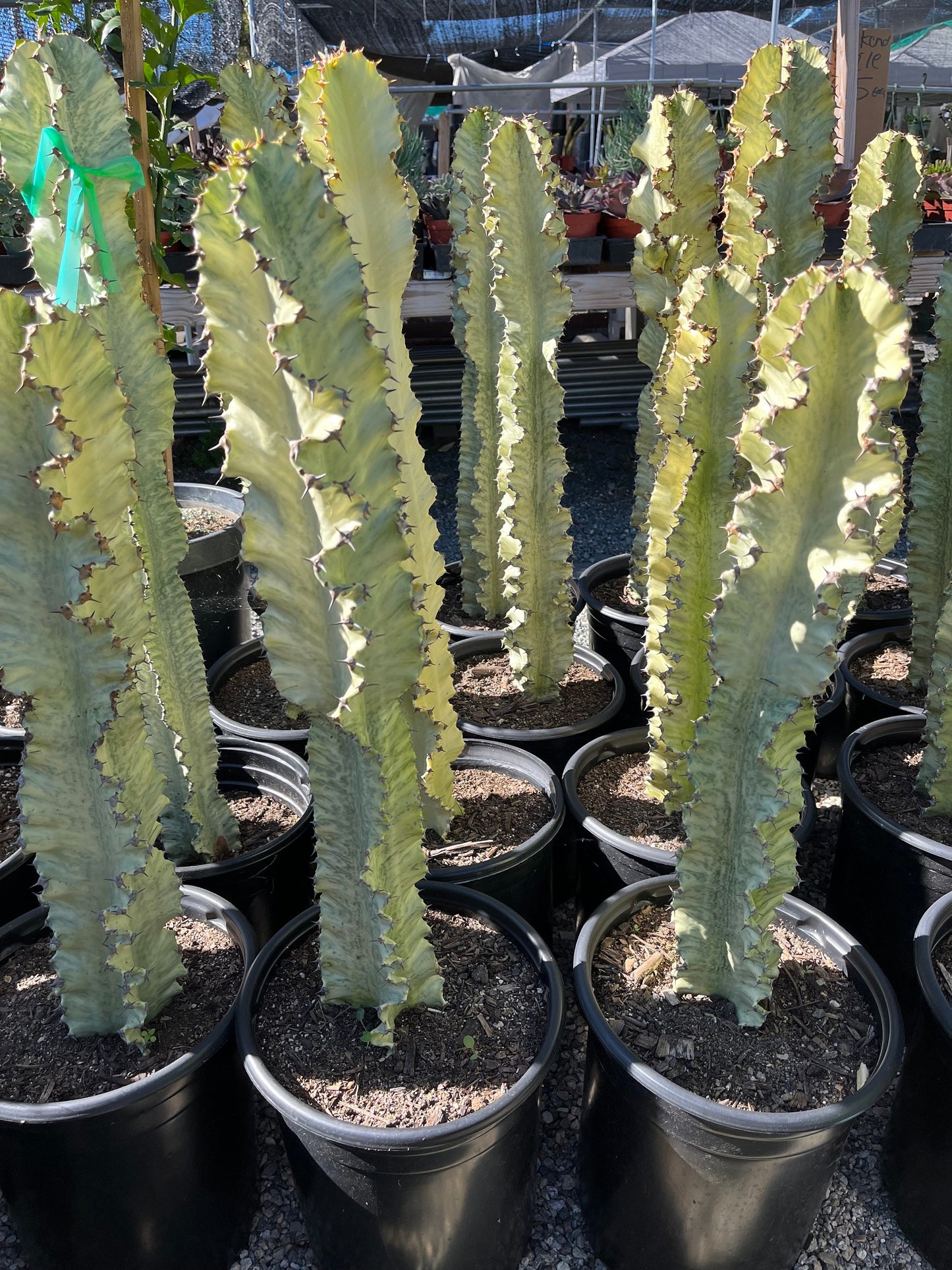 Perfect Euphorbia Ammak Variegated Cactus | Rooted live plant