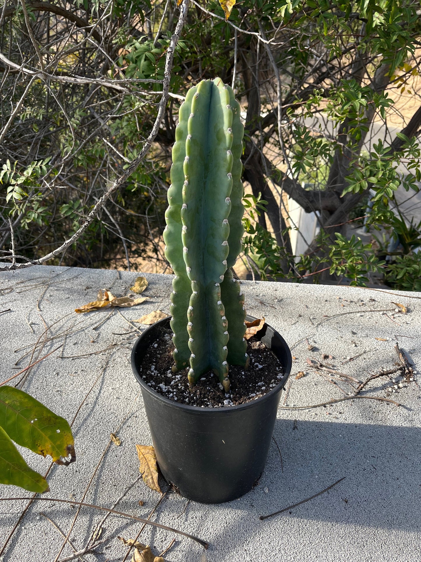 Rooted Cereus Peruvianus | Giant Peruvian Apple Cactus - live plant in variety of sizes