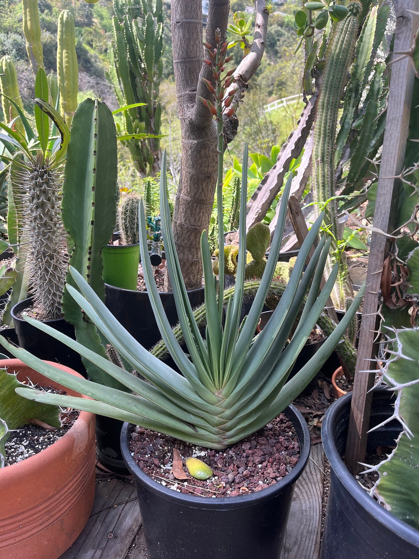 Fan Aloe | Unrivaled size and shape - Mature Live Aloe Kumara plicatilis