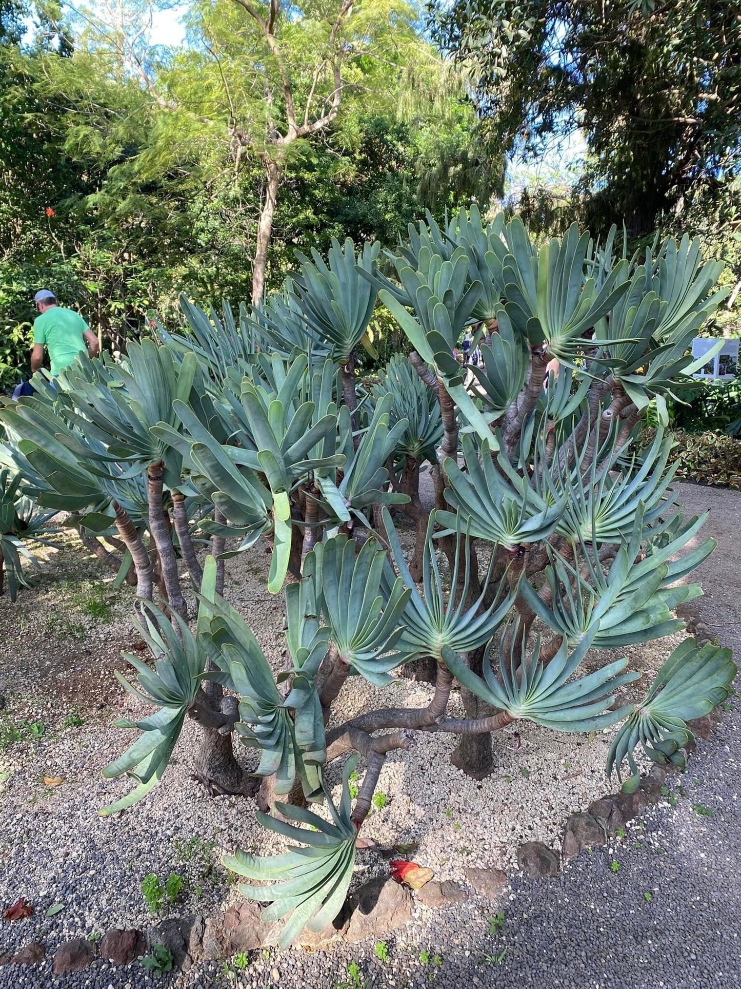 Fan Aloe | Unrivaled size and shape - Mature Live Aloe Kumara plicatilis