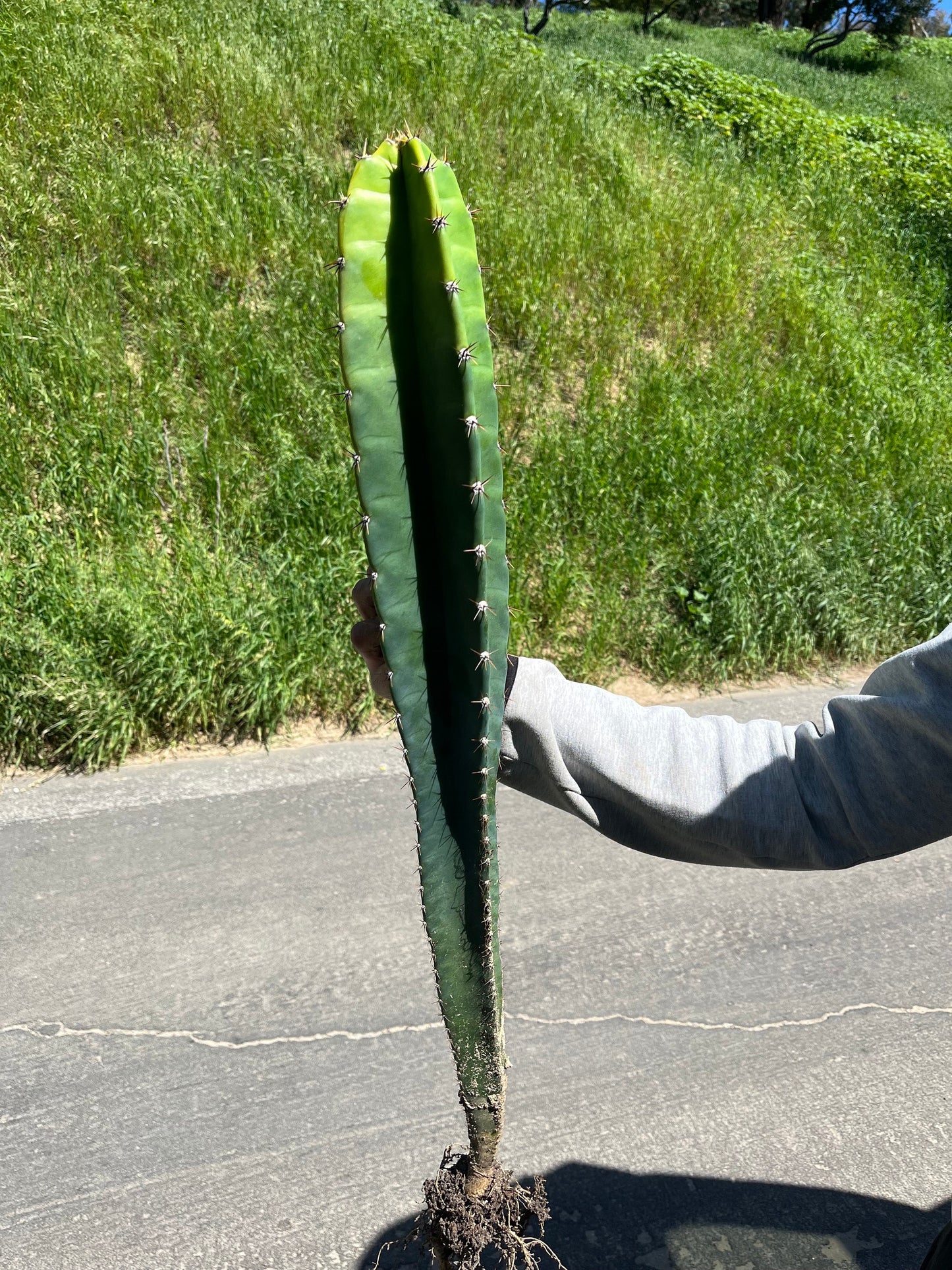 Rooted Cereus Peruvianus | Giant Peruvian Apple Cactus - live plant in variety of sizes