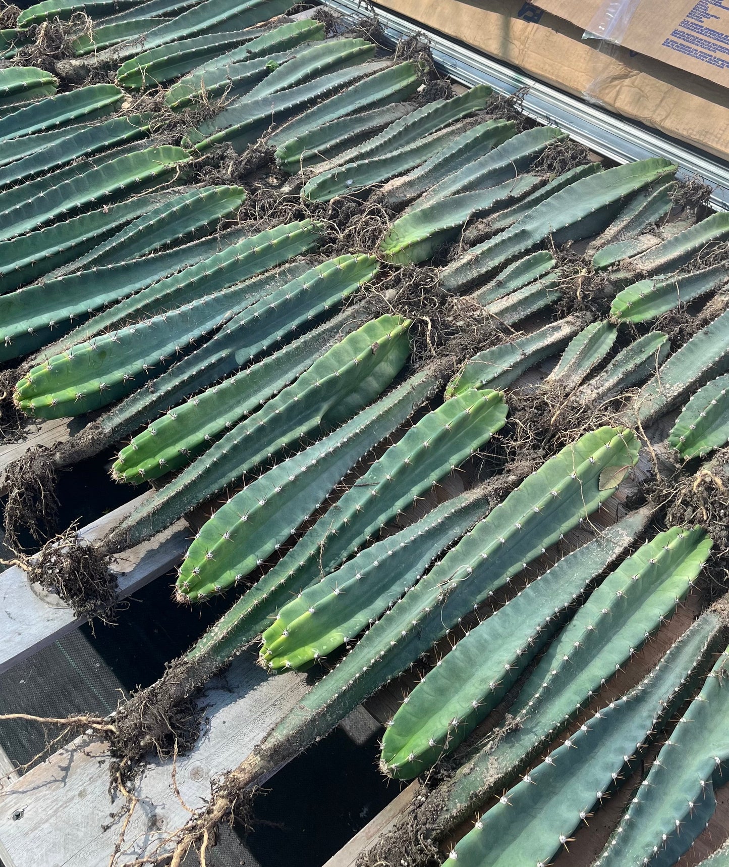 Rooted Cereus Peruvianus | Giant Peruvian Apple Cactus - live plant in variety of sizes