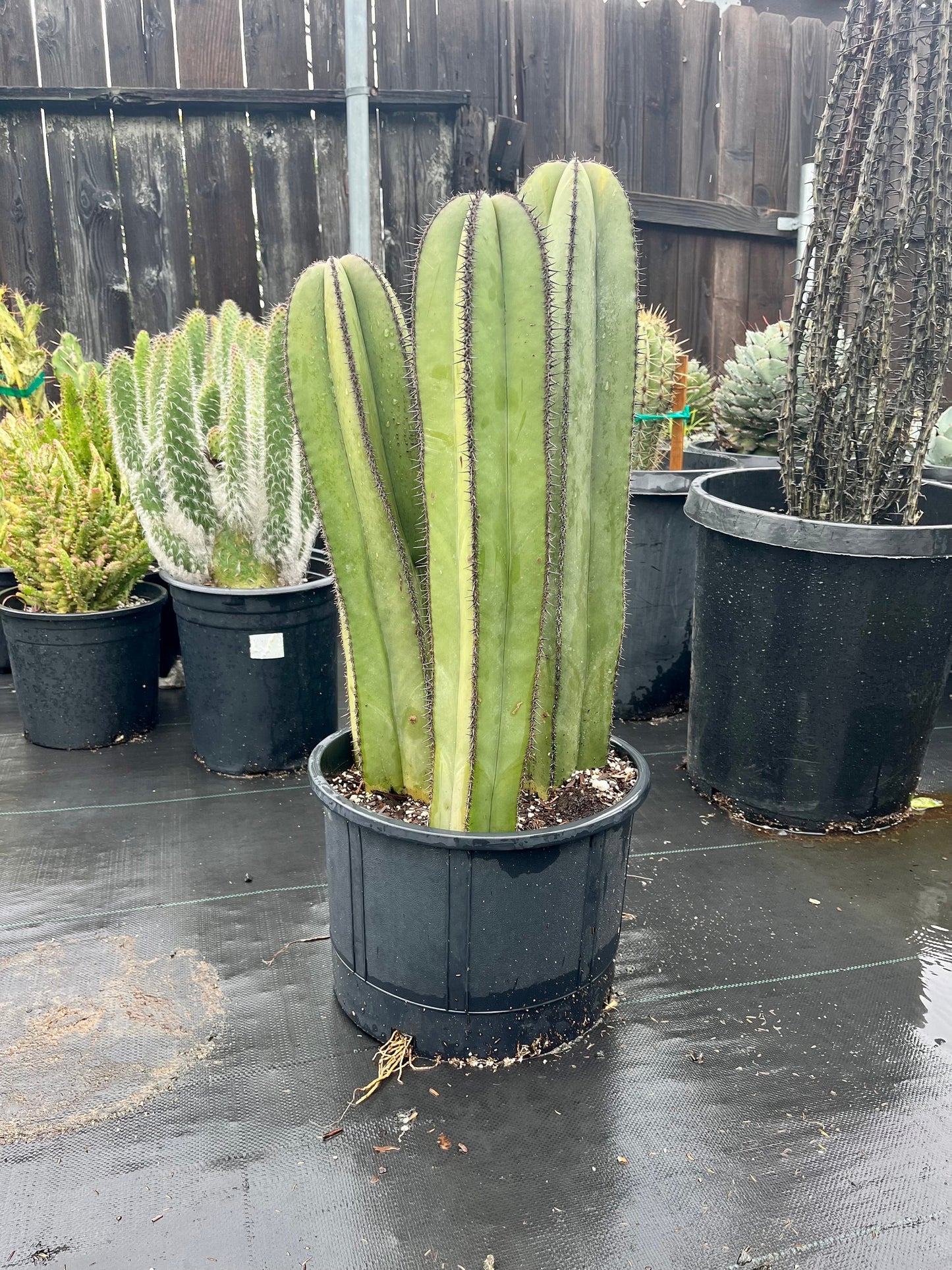 Magnificent Mexican Fence Post Cactus | Pachycereus marginatus | succulent, Architectural plant, DIY, container or landscape garden