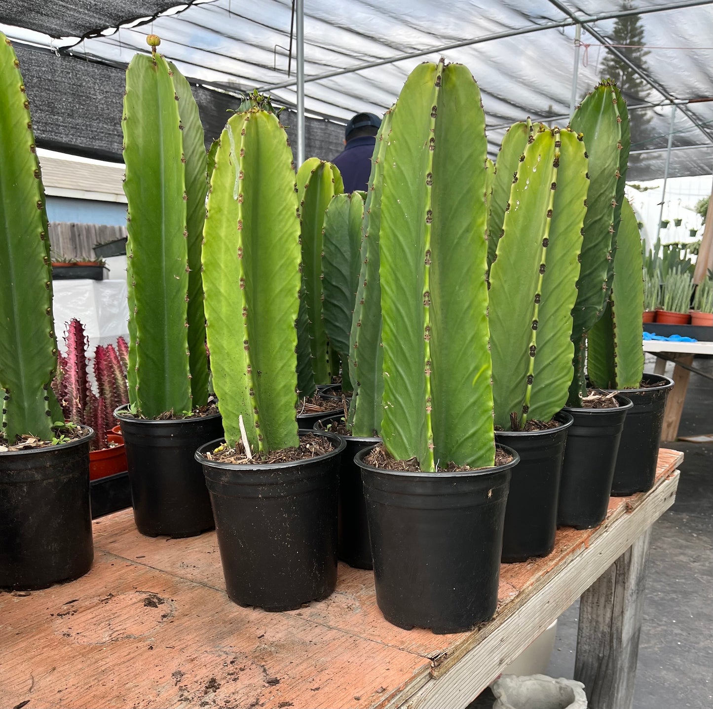 Rooted Candelabra Trees (Euphorbia ingens) - Ready to grow | Gardening | DIY | Plants | Sought after succulents
