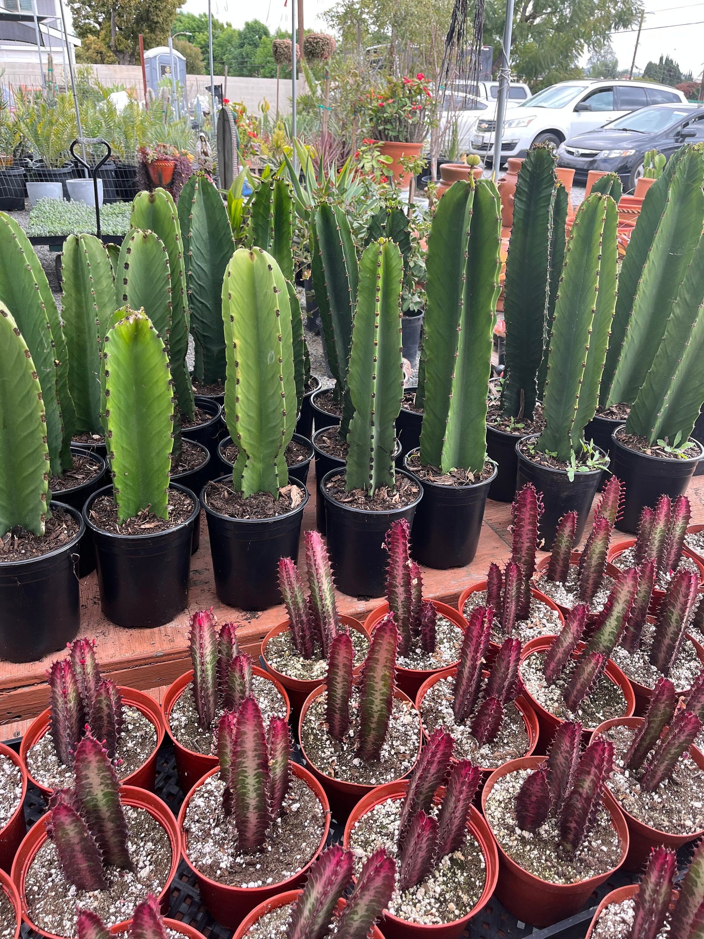 Rooted Candelabra Trees (Euphorbia ingens) - Ready to grow | Gardening | DIY | Plants | Sought after succulents