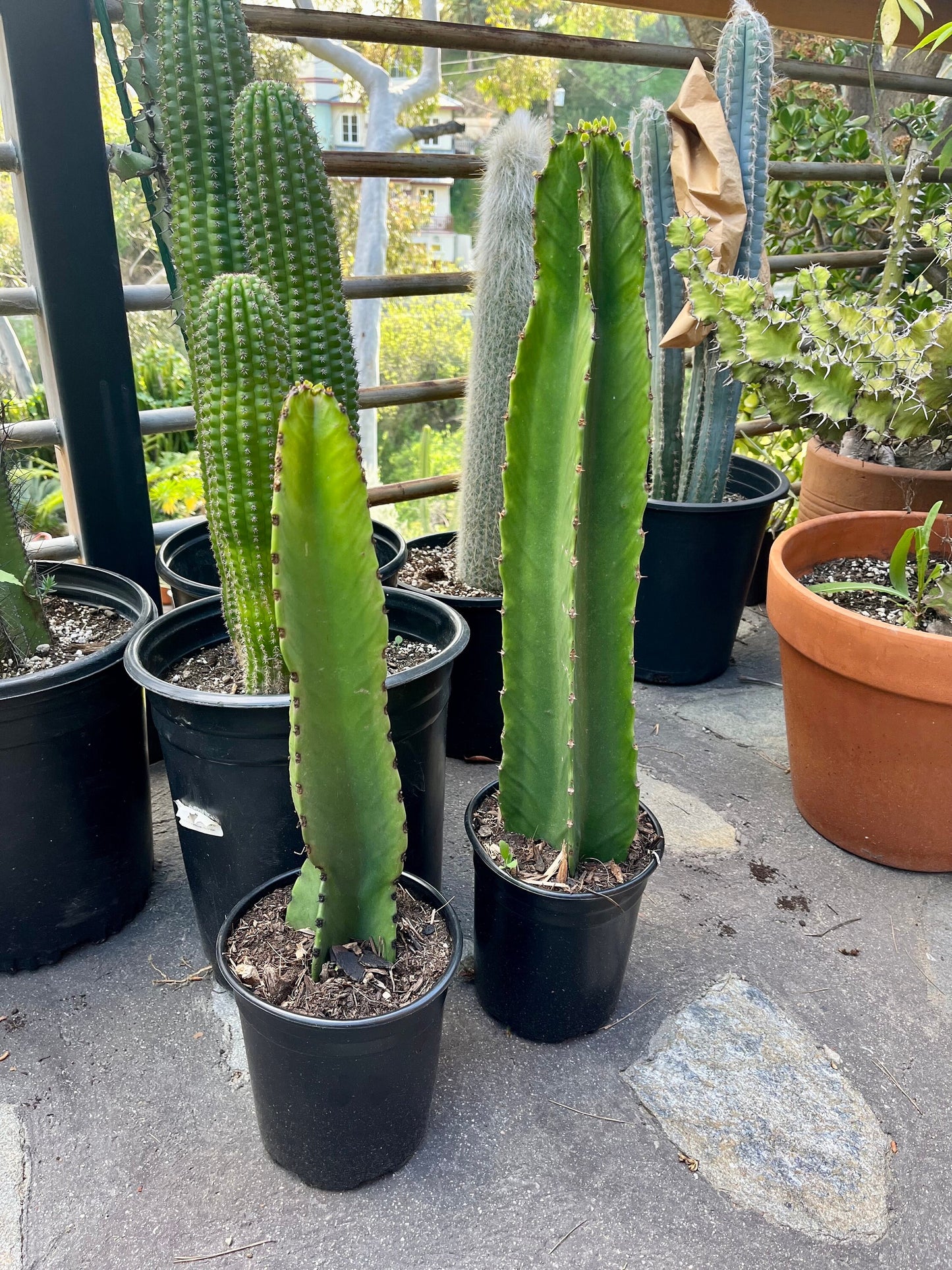 Rooted Candelabra Trees (Euphorbia ingens) - Ready to grow | Gardening | DIY | Plants | Sought after succulents
