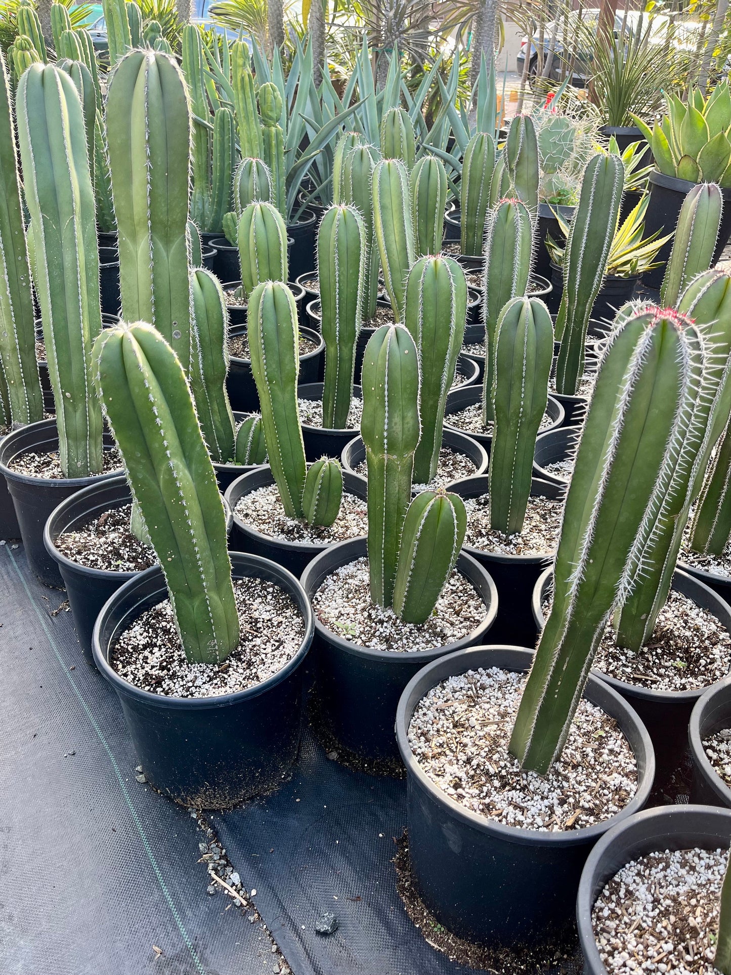 Magnificent Mexican Fence Post Cactus | Pachycereus marginatus | succulent, Architectural plant, DIY, container or landscape garden