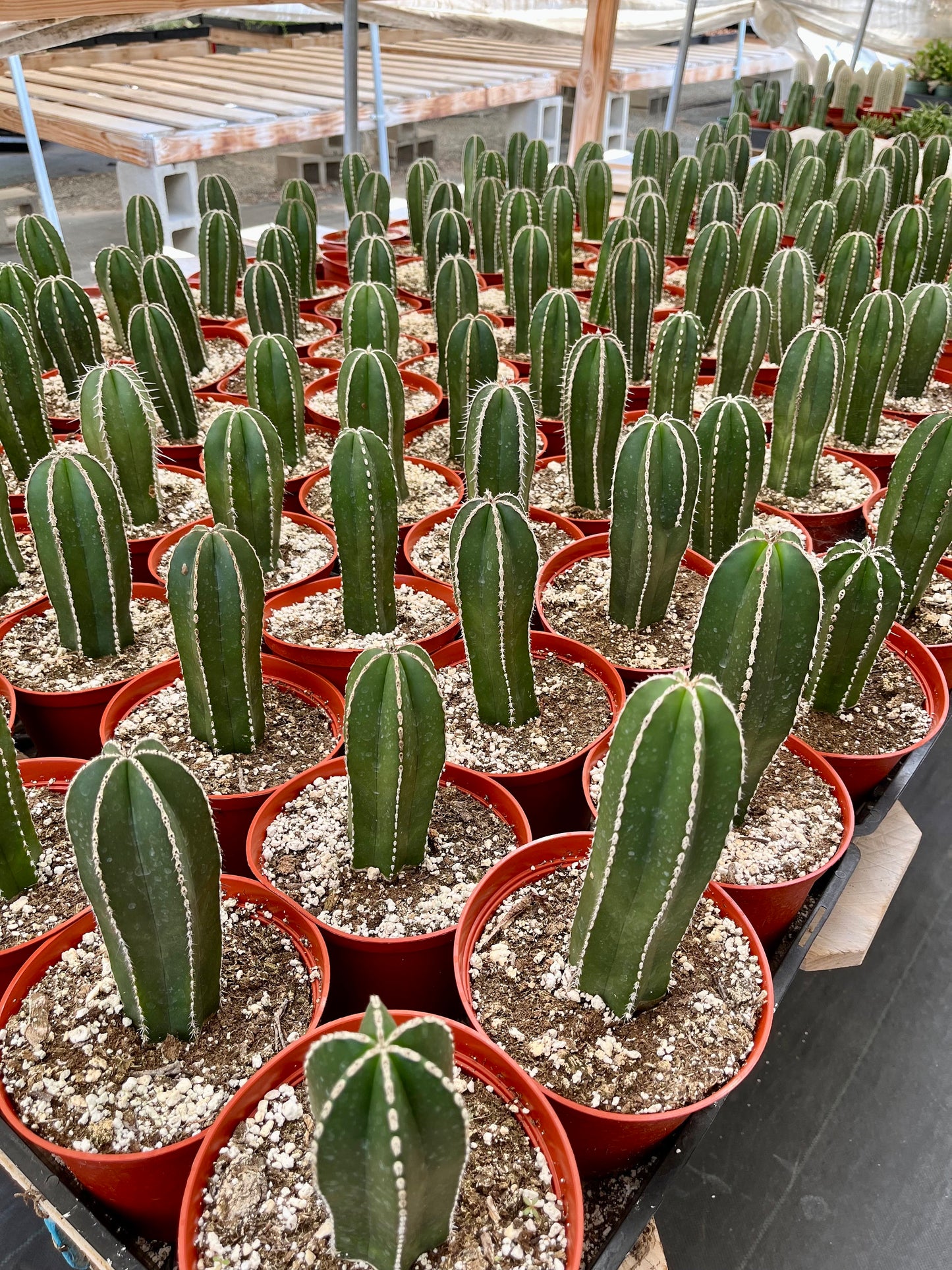 Magnificent Mexican Fence Post Cactus | Pachycereus marginatus | succulent, Architectural plant, DIY, container or landscape garden