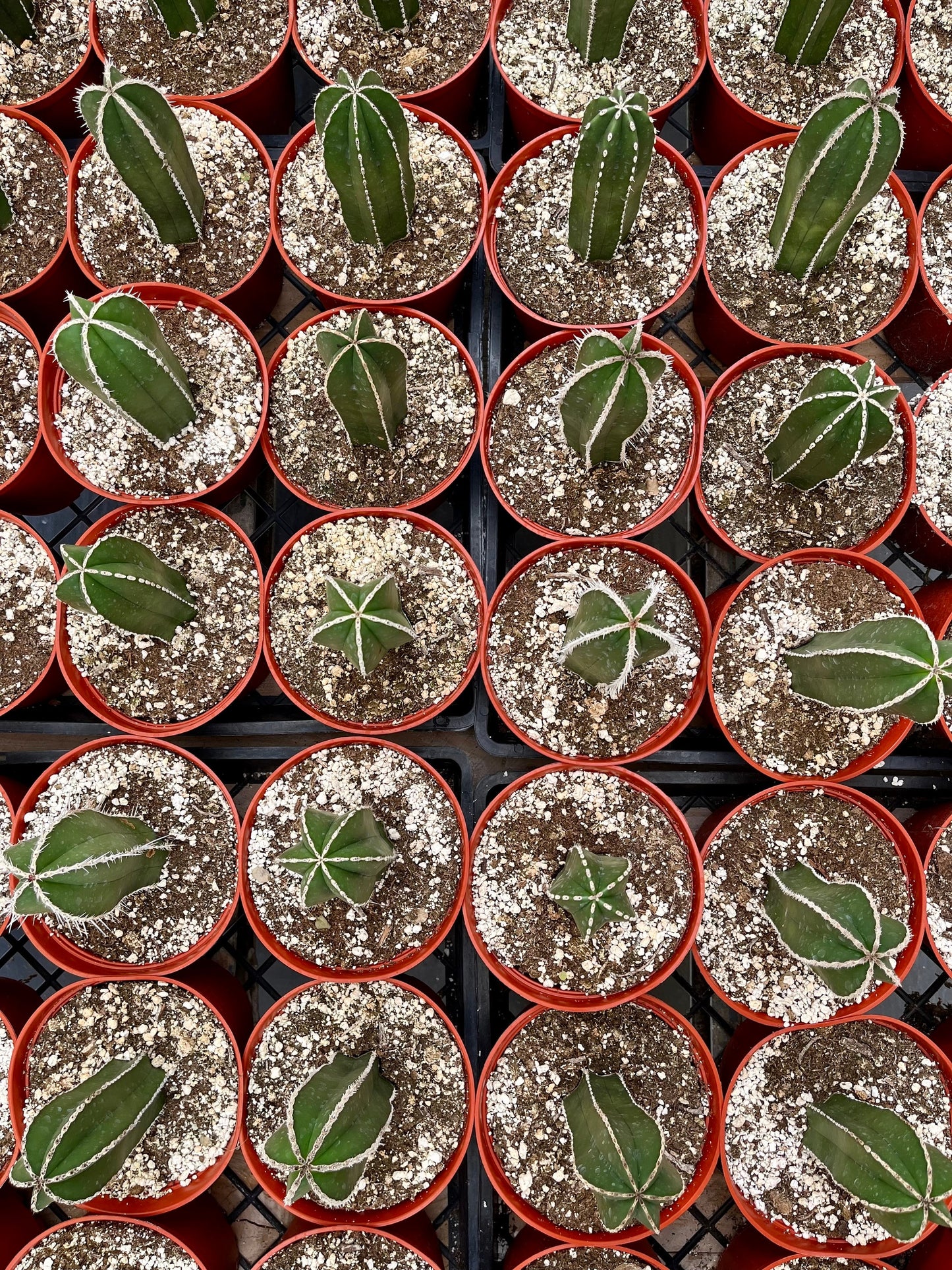 Magnificent Mexican Fence Post Cactus | Pachycereus marginatus | succulent, Architectural plant, DIY, container or landscape garden