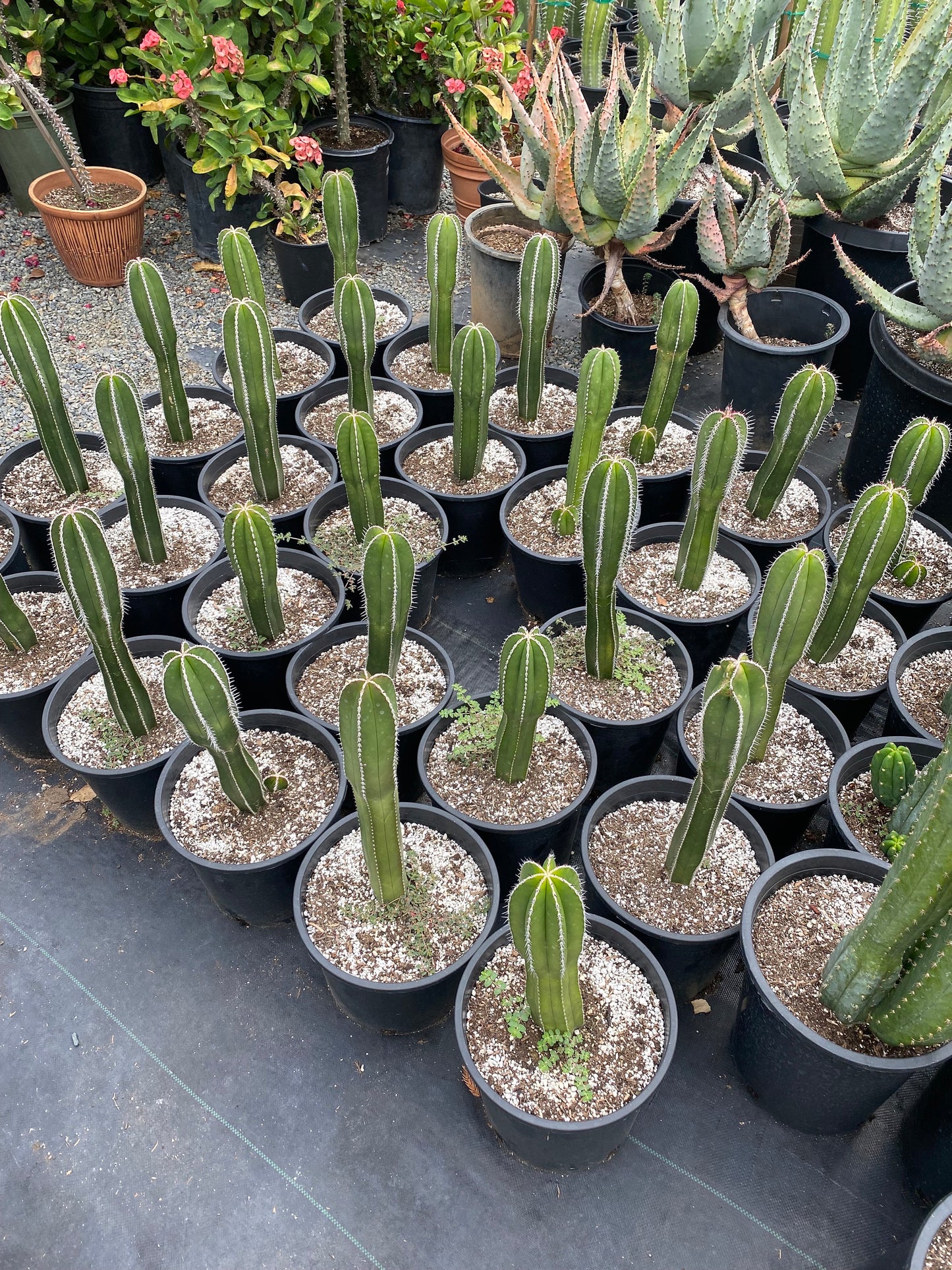 Magnificent Mexican Fence Post Cactus | Pachycereus marginatus | succulent, Architectural plant, DIY, container or landscape garden