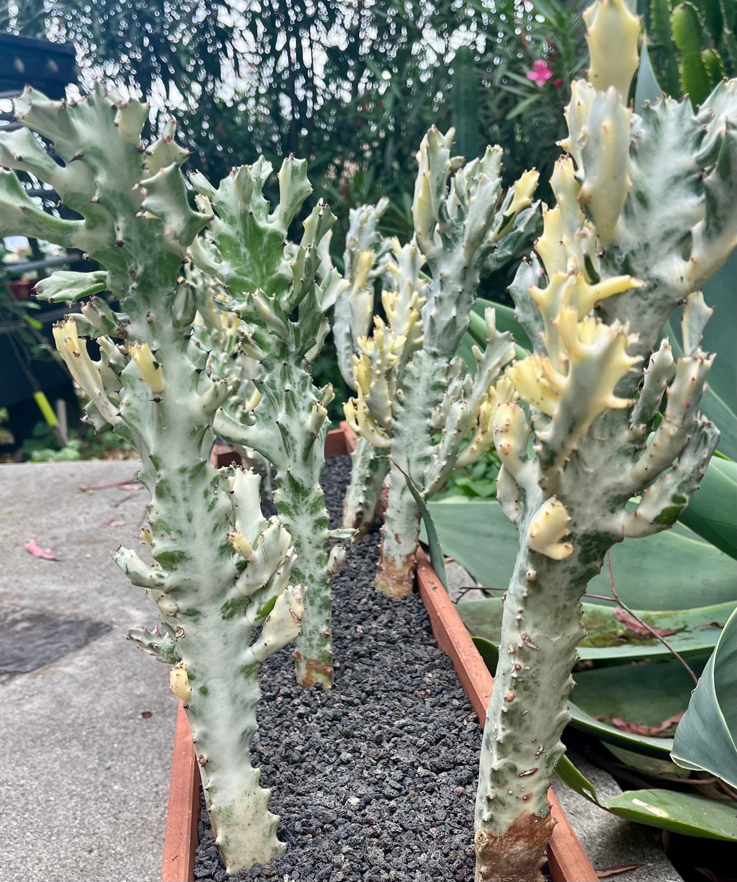Radiant Euphorbia lactea variegata ‘white ghost’ | Dragon bone cactus | Fully rooted ready to plant & grow