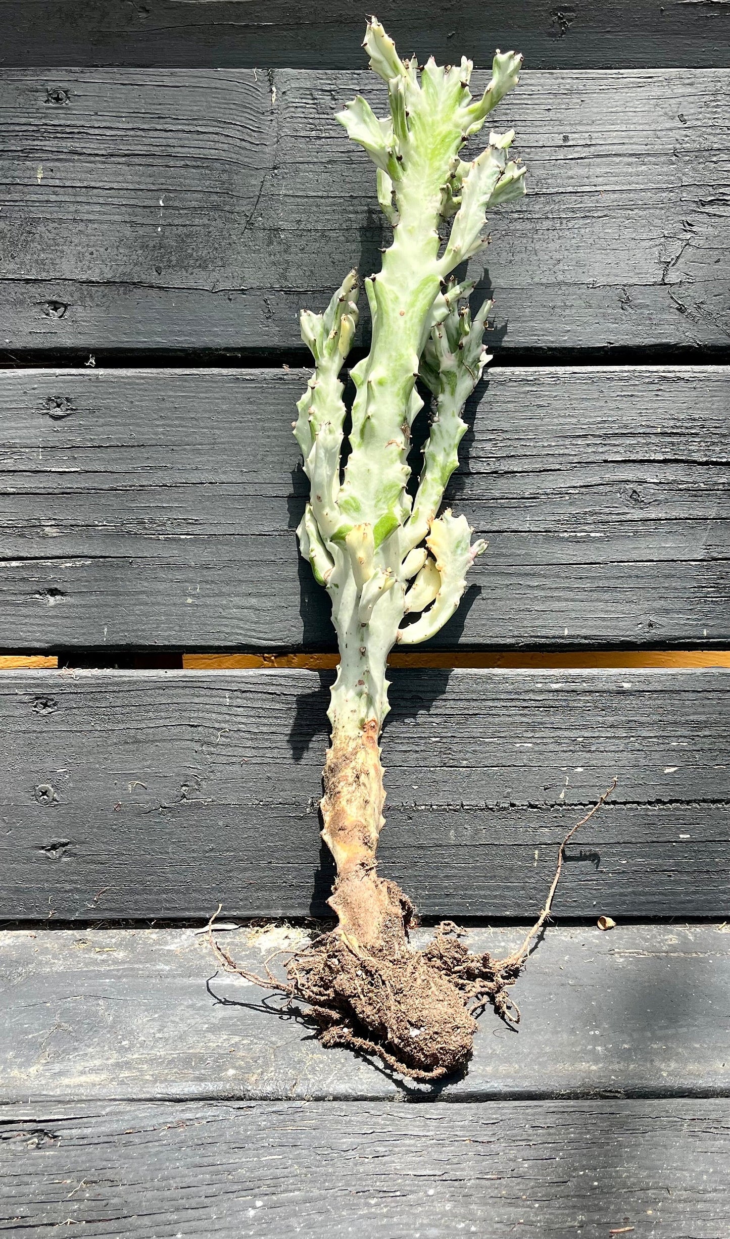 Radiant Euphorbia lactea variegata ‘white ghost’ | Dragon bone cactus | Fully rooted ready to plant & grow
