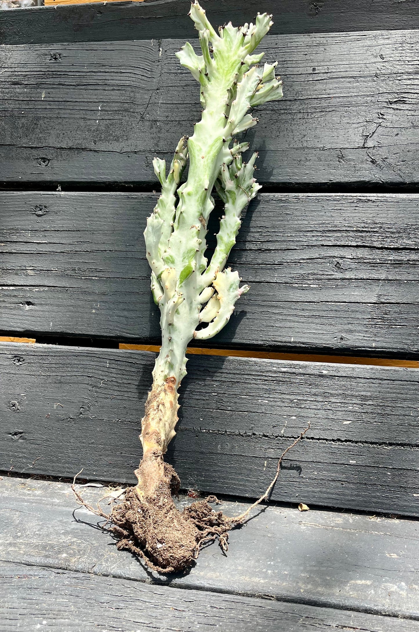 Radiant Euphorbia lactea variegata ‘white ghost’ | Dragon bone cactus | Fully rooted ready to plant & grow