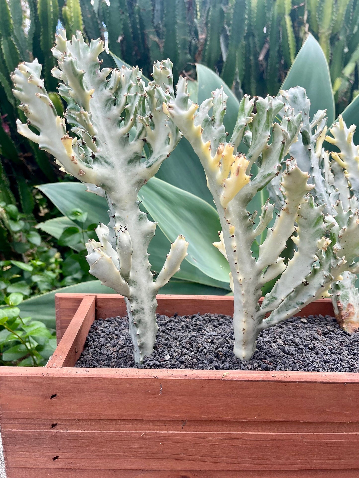 Radiant Euphorbia lactea variegata ‘white ghost’ | Dragon bone cactus | Fully rooted ready to plant & grow