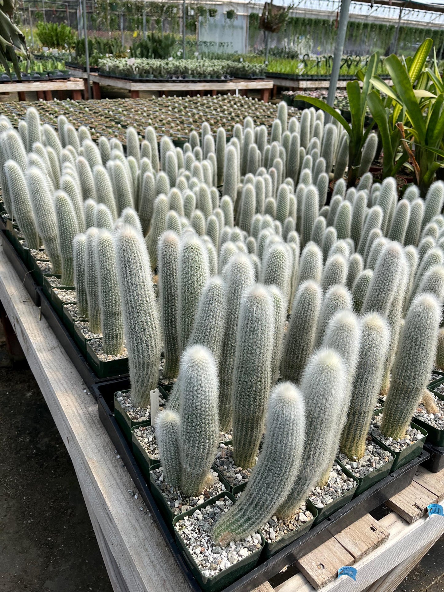 Silver Torch Cactus | Cleistocactus strausii | Remarkable premium cactus