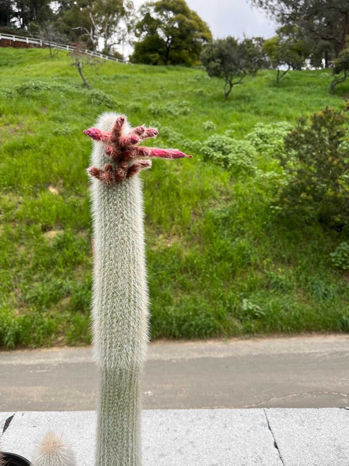 Silver Torch Cactus | Cleistocactus strausii | Remarkable premium cactus