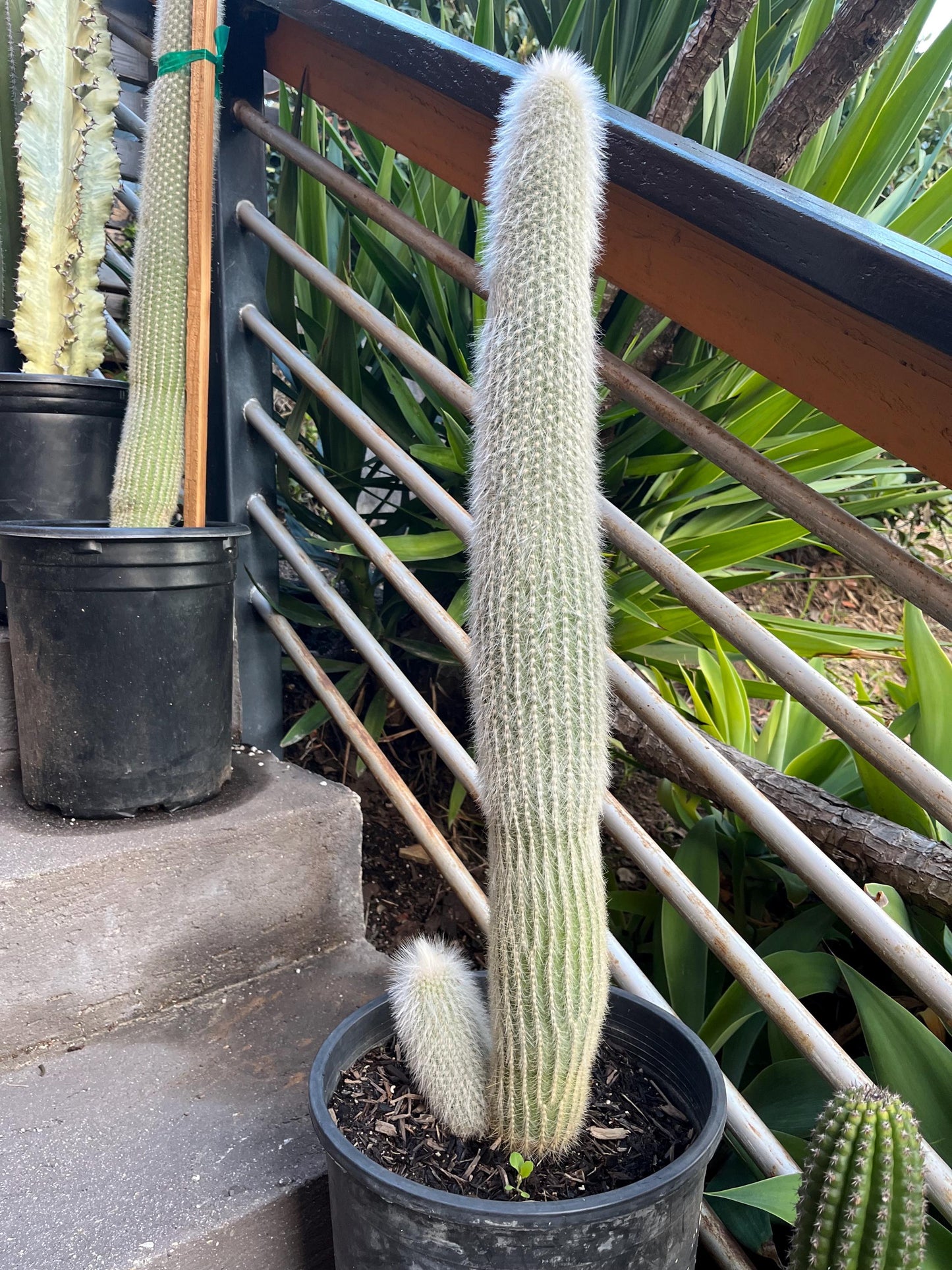 Silver Torch Cactus | Cleistocactus strausii | Remarkable premium cactus