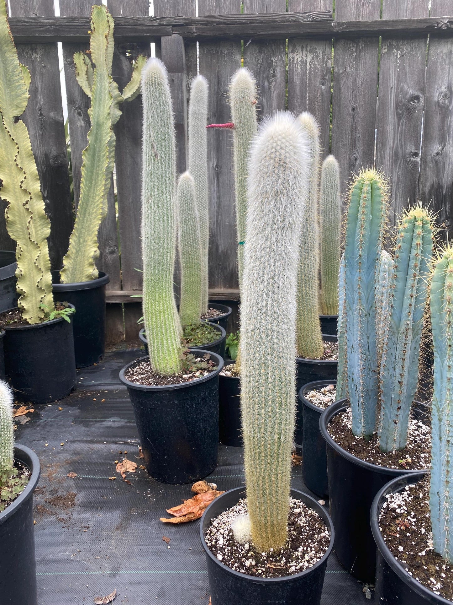 Silver Torch Cactus | Cleistocactus strausii | Remarkable premium cactus