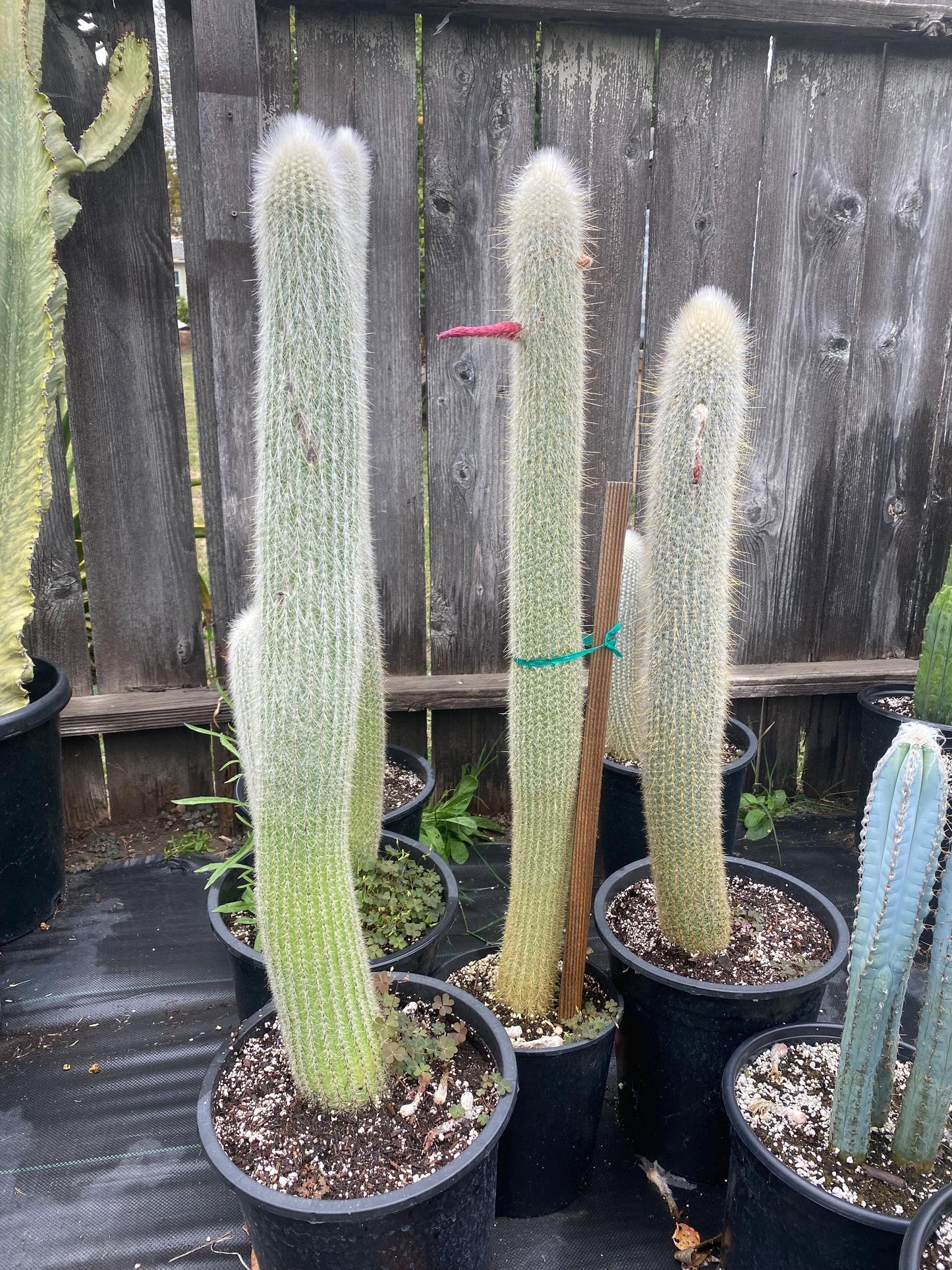 Silver Torch Cactus | Cleistocactus strausii | Remarkable premium cactus