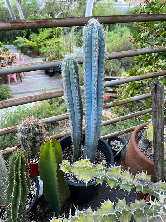 Vivid Blue Torch Cactus | Rare live plant ready to play DIY, Garden, Houseplant, Cactus Collection, Landscape, Gift