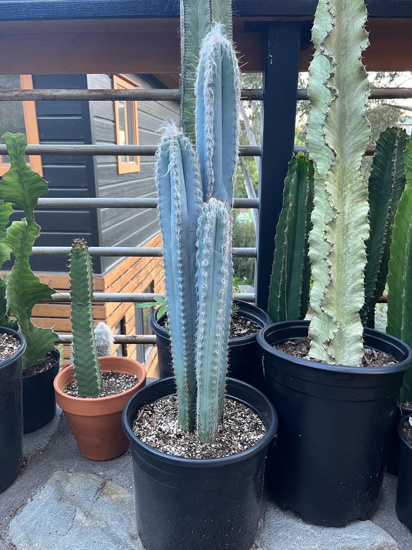 Vivid Blue Torch Cactus | Rare live plant ready to play DIY, Garden, Houseplant, Cactus Collection, Landscape, Gift