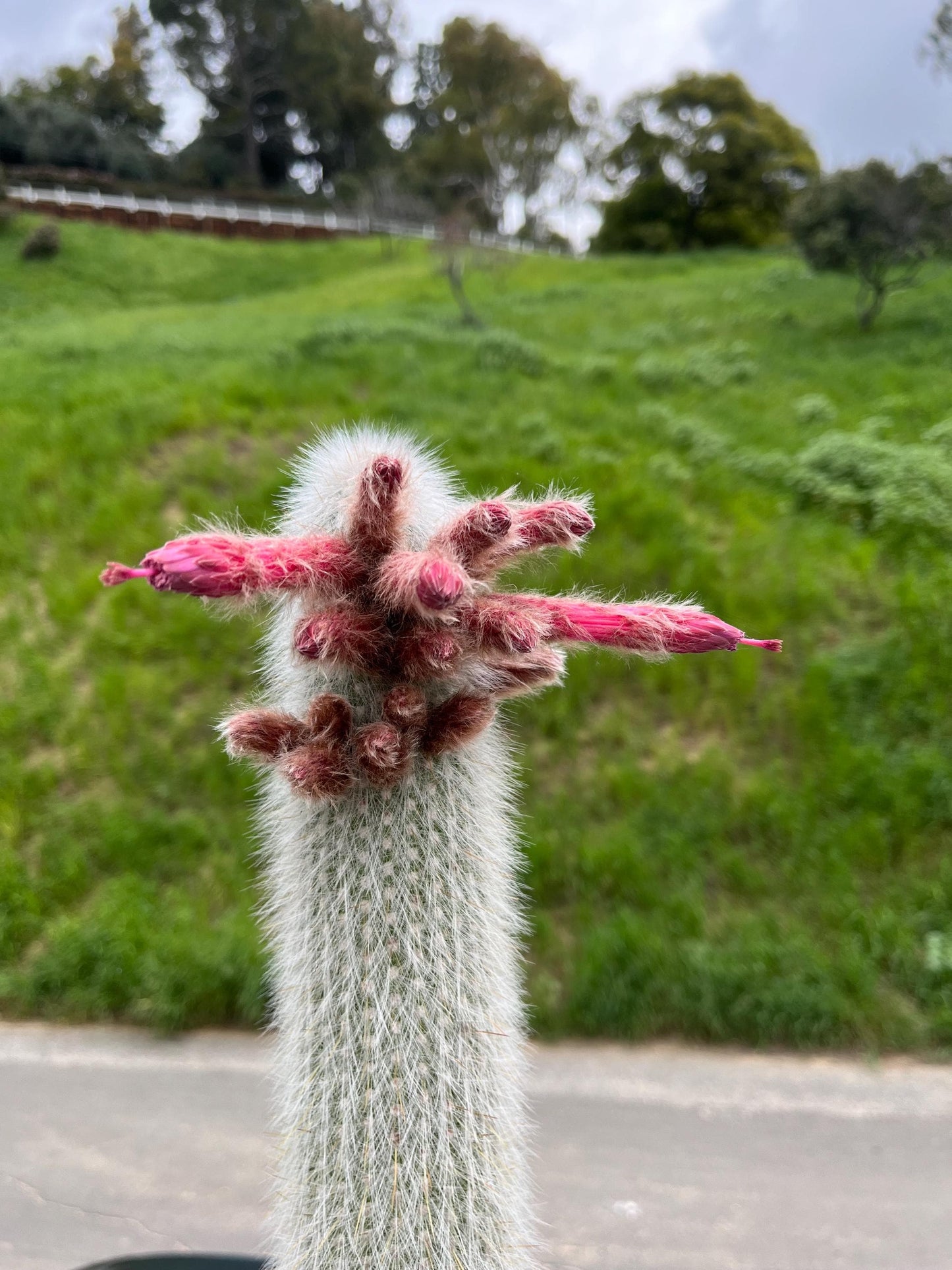 Silver Torch Cactus | Cleistocactus strausii | Remarkable premium cactus