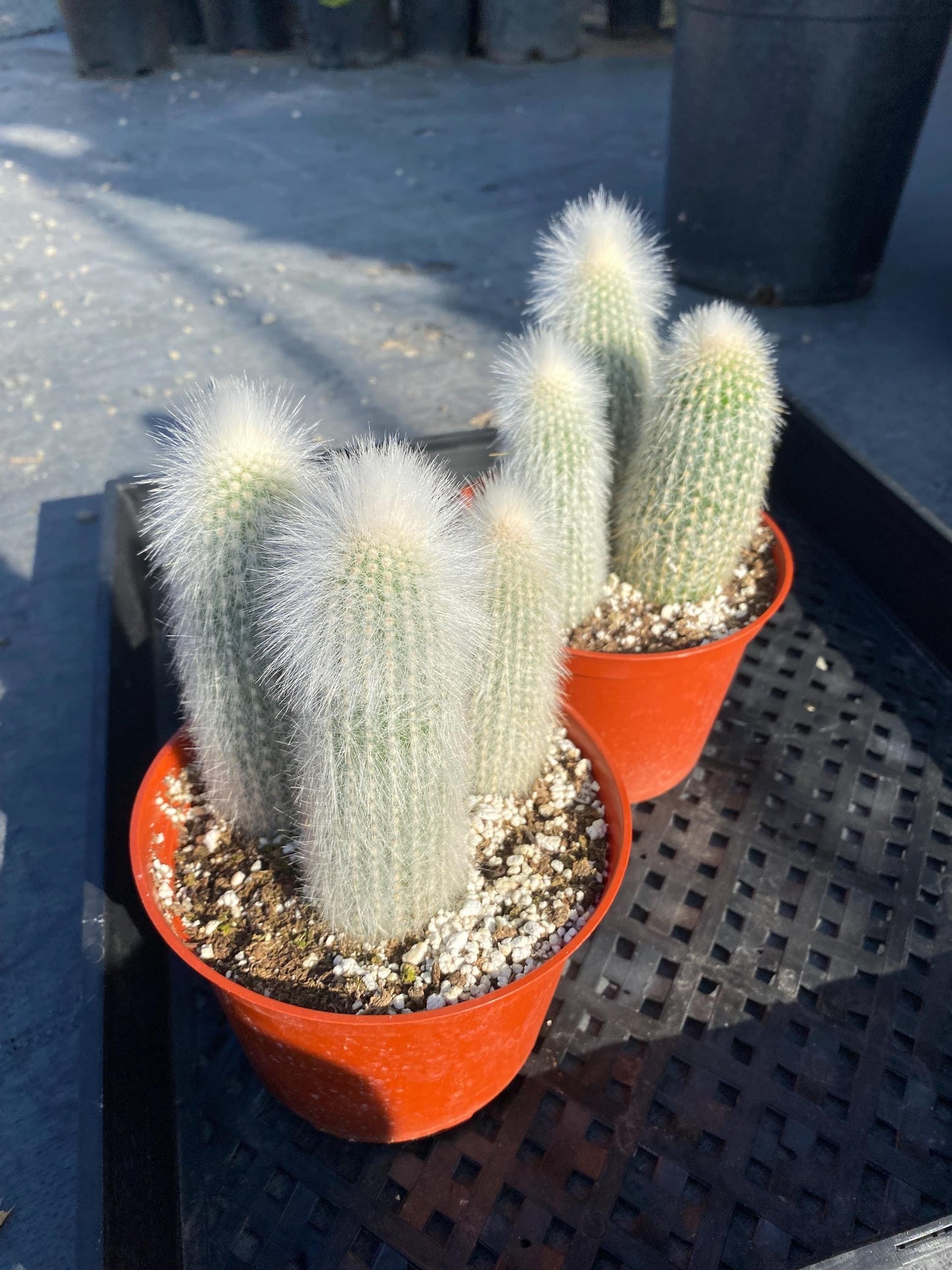 Silver Torch Cactus | Cleistocactus strausii | Remarkable premium cactus