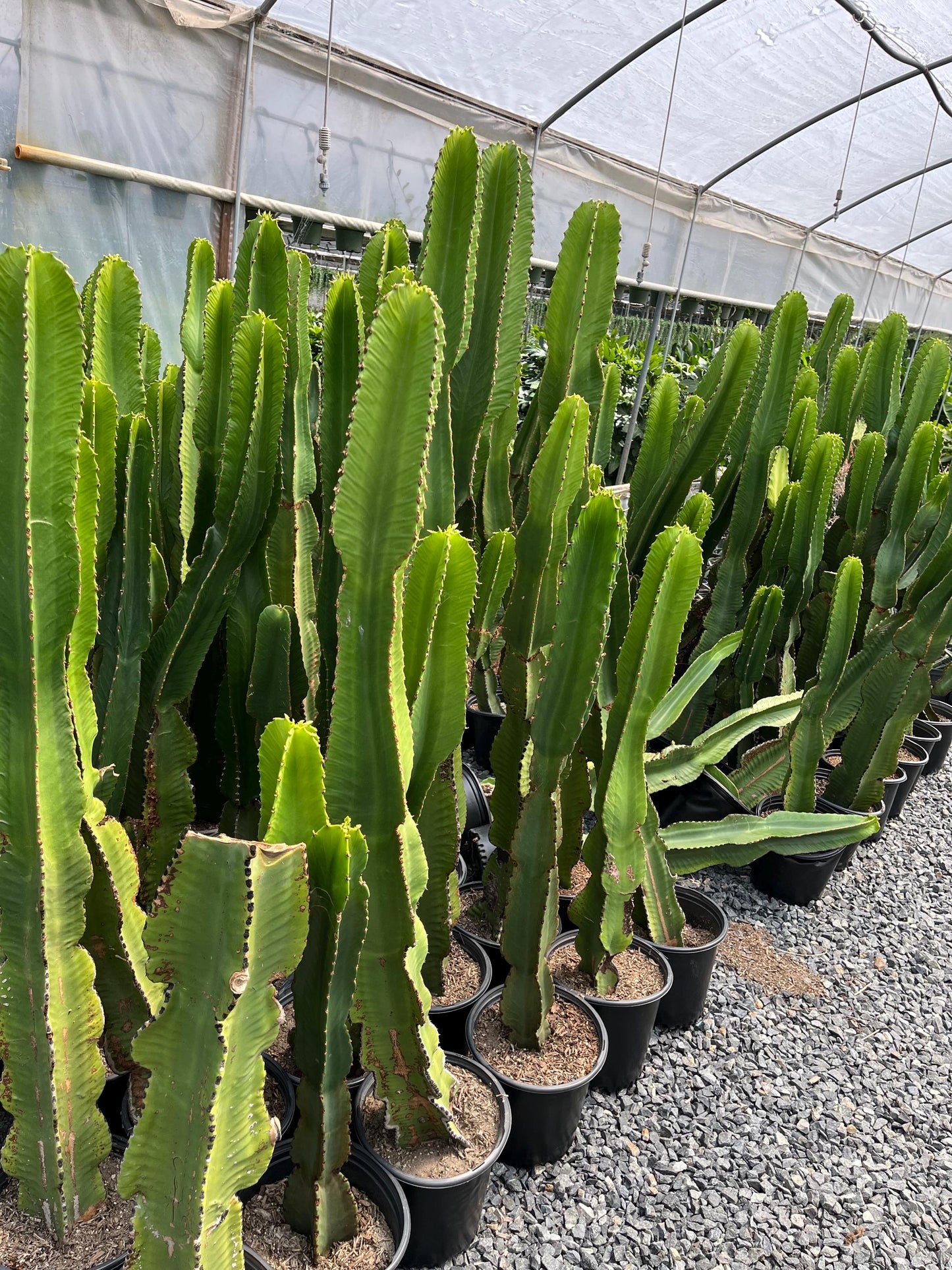 Rooted Candelabra Trees (Euphorbia ingens) - Ready to grow | Gardening | DIY | Plants | Sought after succulents