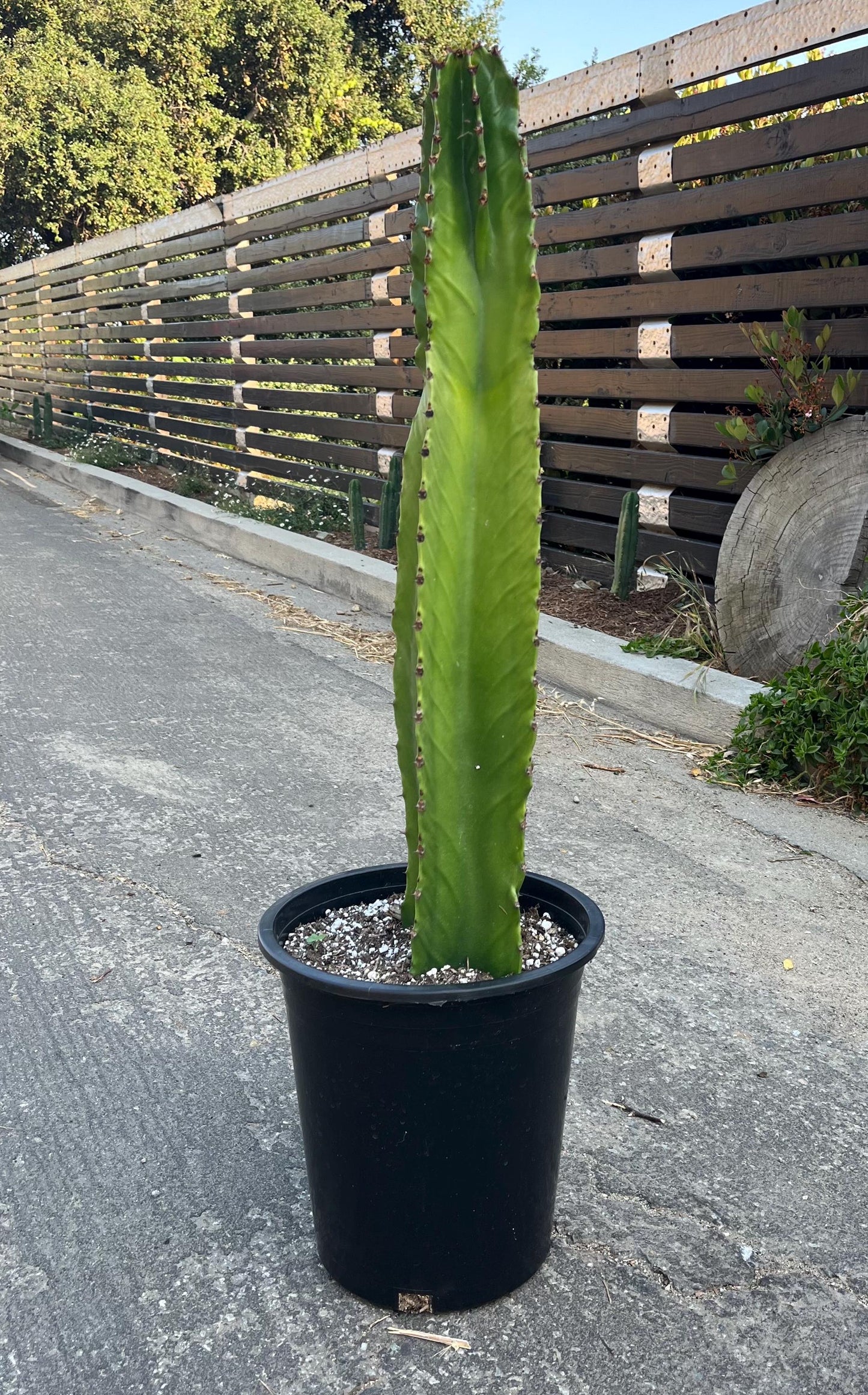 Rooted Candelabra Trees (Euphorbia ingens) - Ready to grow | Gardening | DIY | Plants | Sought after succulents