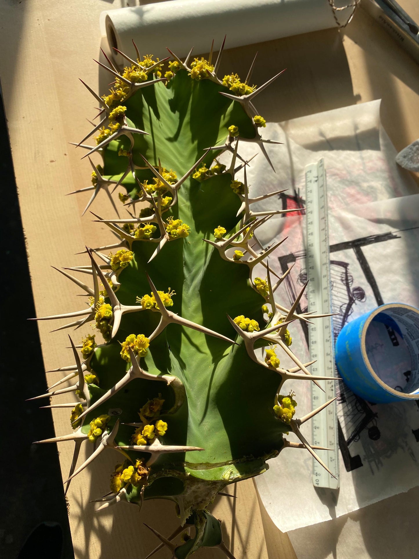 Cow's Horn Cactus | Euphorbia Grandicornis | Exquisite Cactus-like Succulent