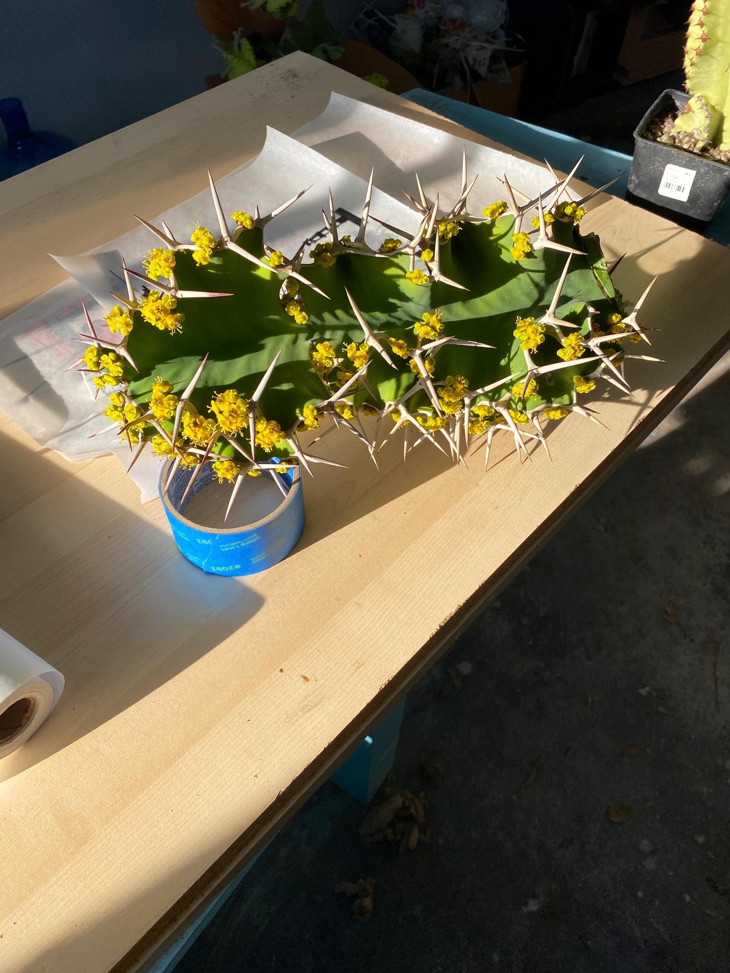 Cow's Horn Cactus | Euphorbia Grandicornis | Exquisite Cactus-like Succulent