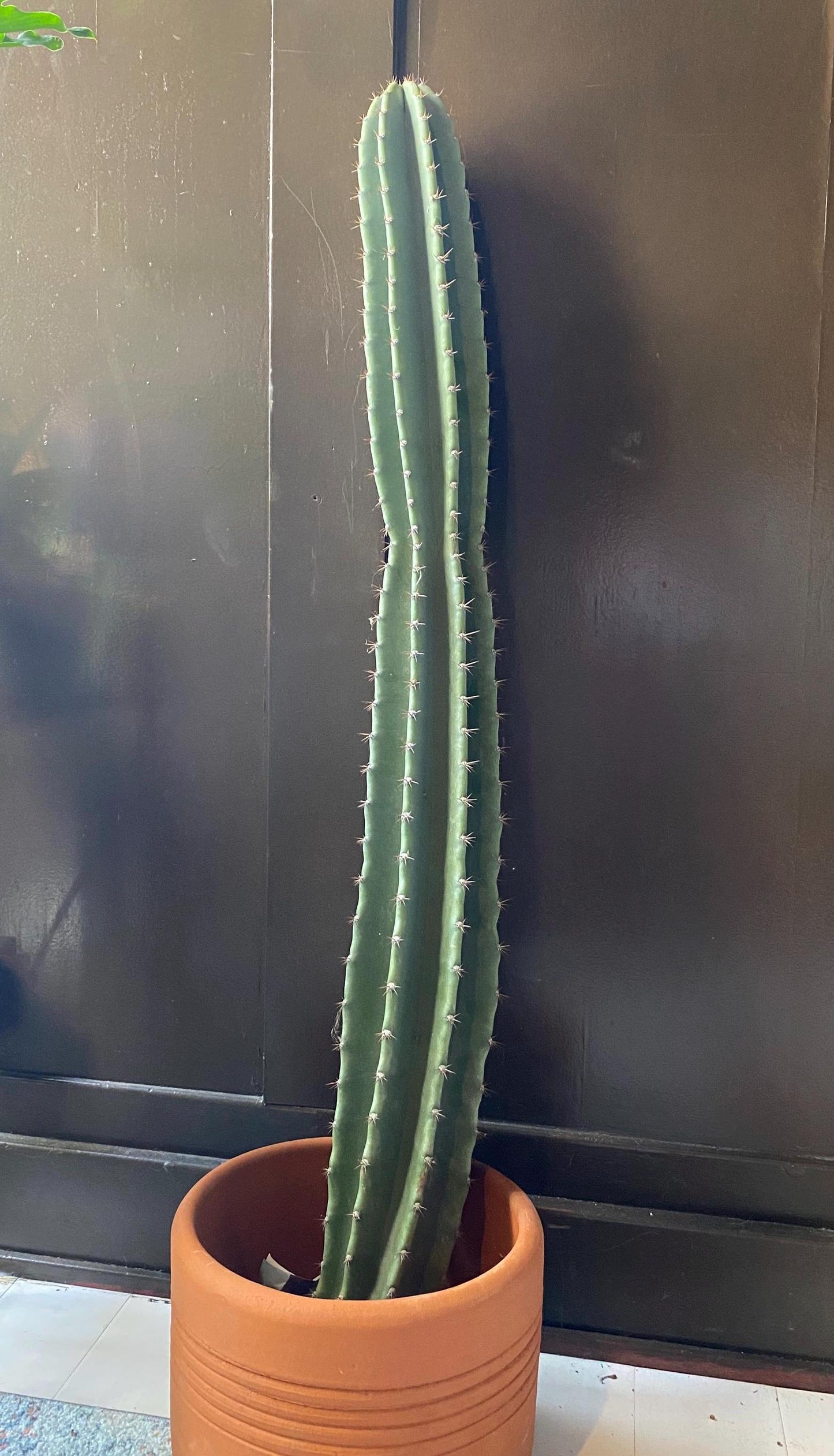 1ft-4ft Cereus Peruvianus | Giant Peruvian Apple Cactus Cuttings
