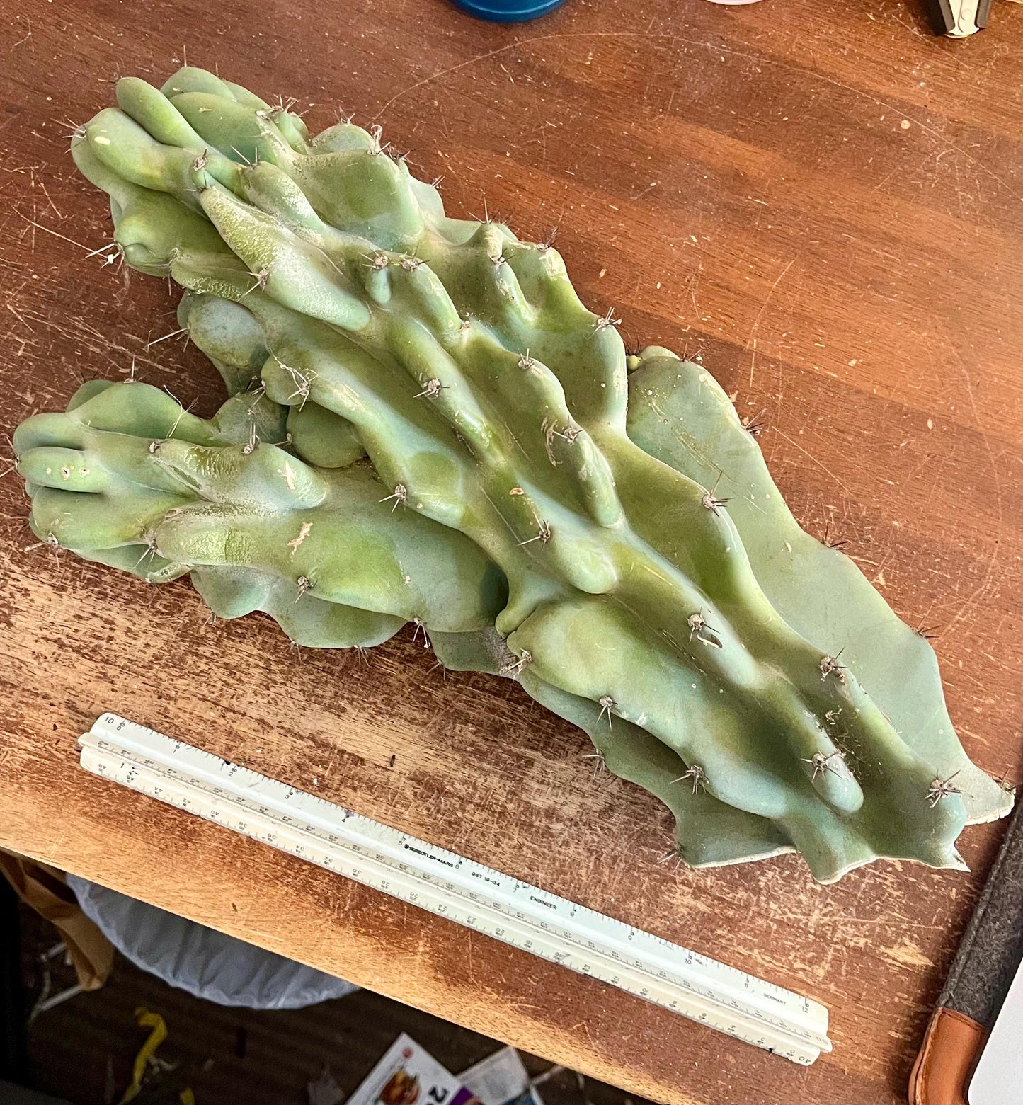 Monstrose Cereus Peruvianus | Monstrose Peruvian Apple Cactus Cuttings